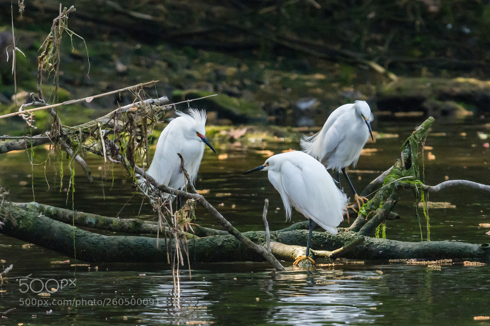 Nikon D7100 sample photo. 3 resting egrets at photography