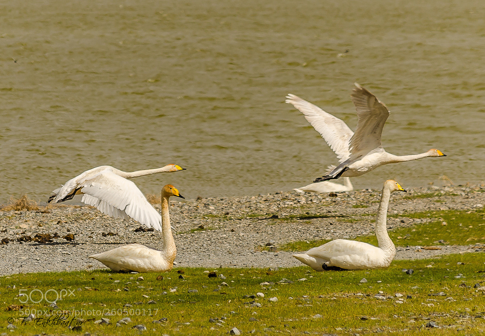Nikon D5100 sample photo. Swans photography