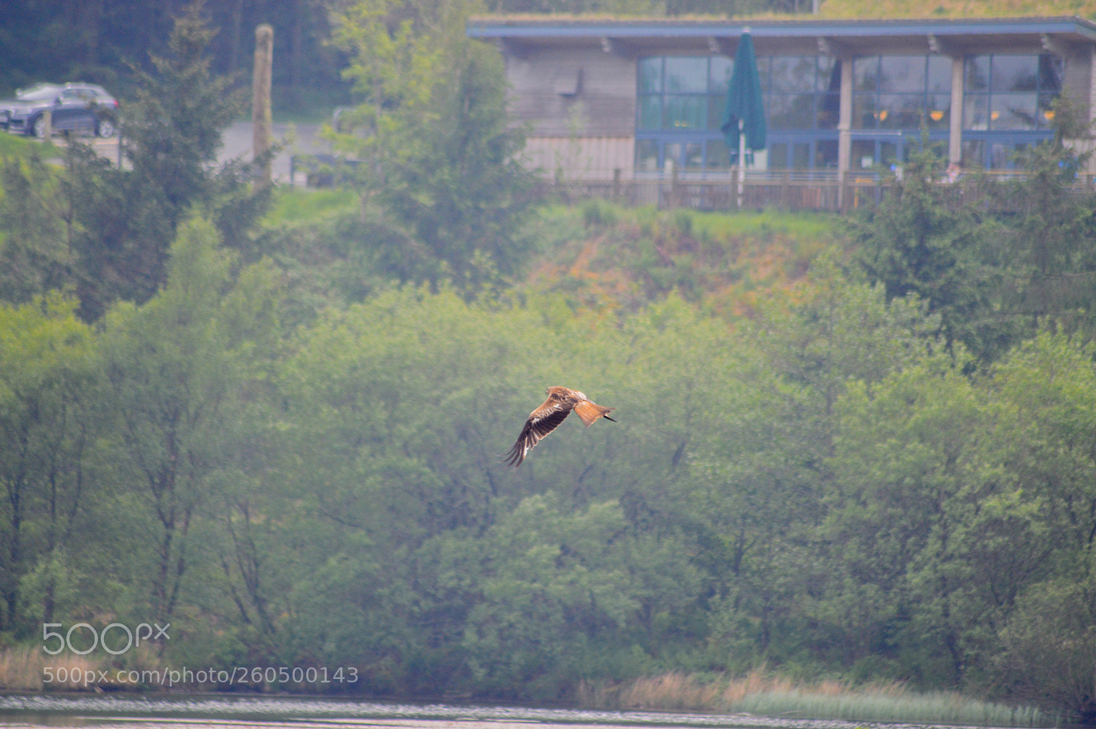 Nikon D3200 sample photo. Red kite bwlch nant photography