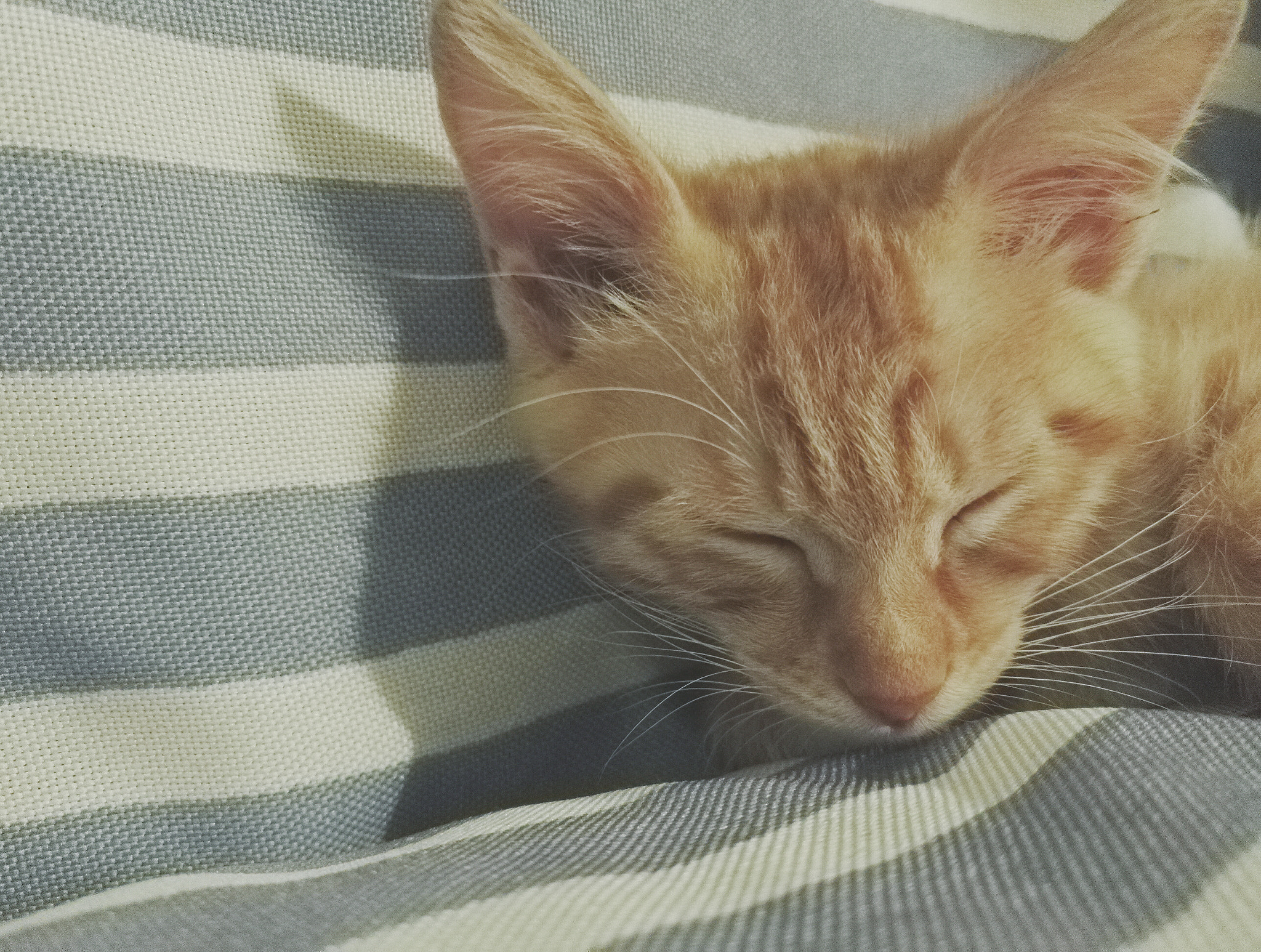HUAWEI Honor 7 sample photo. Cat photography