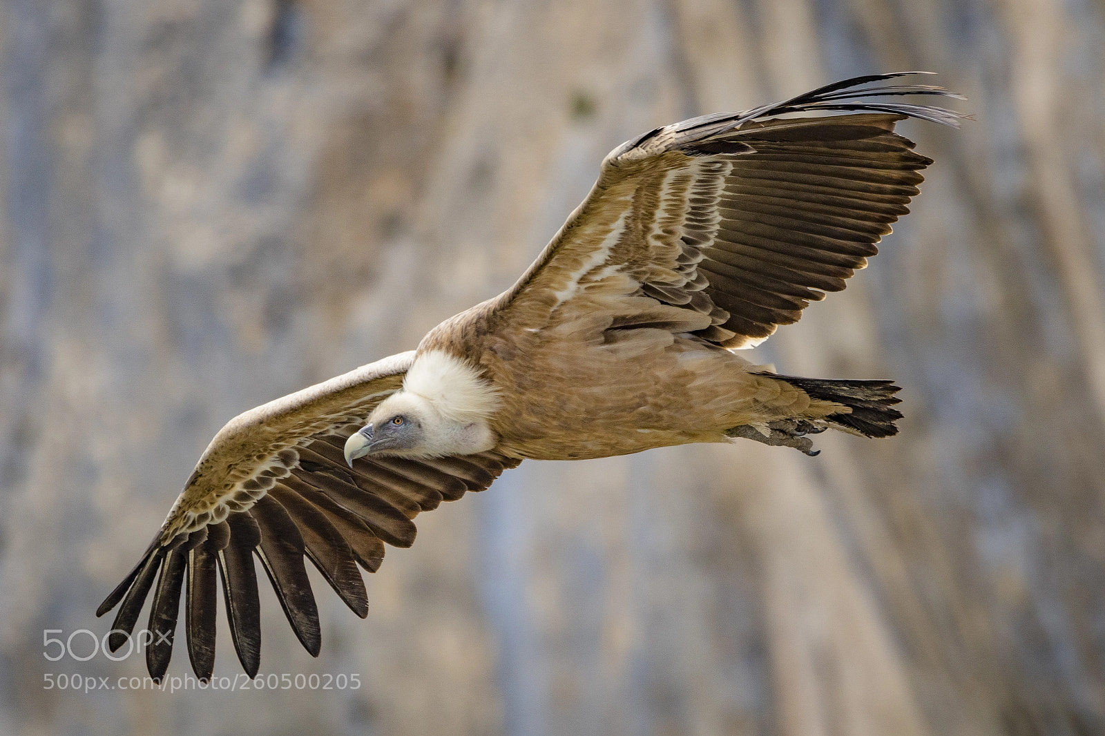 Canon EOS 7D Mark II sample photo. Grifone photography