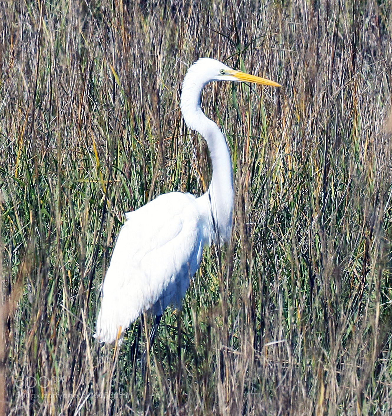 Canon EOS 7D Mark II sample photo. Egret in the marsh photography