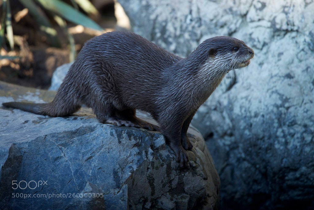Nikon D600 sample photo. Otter photography