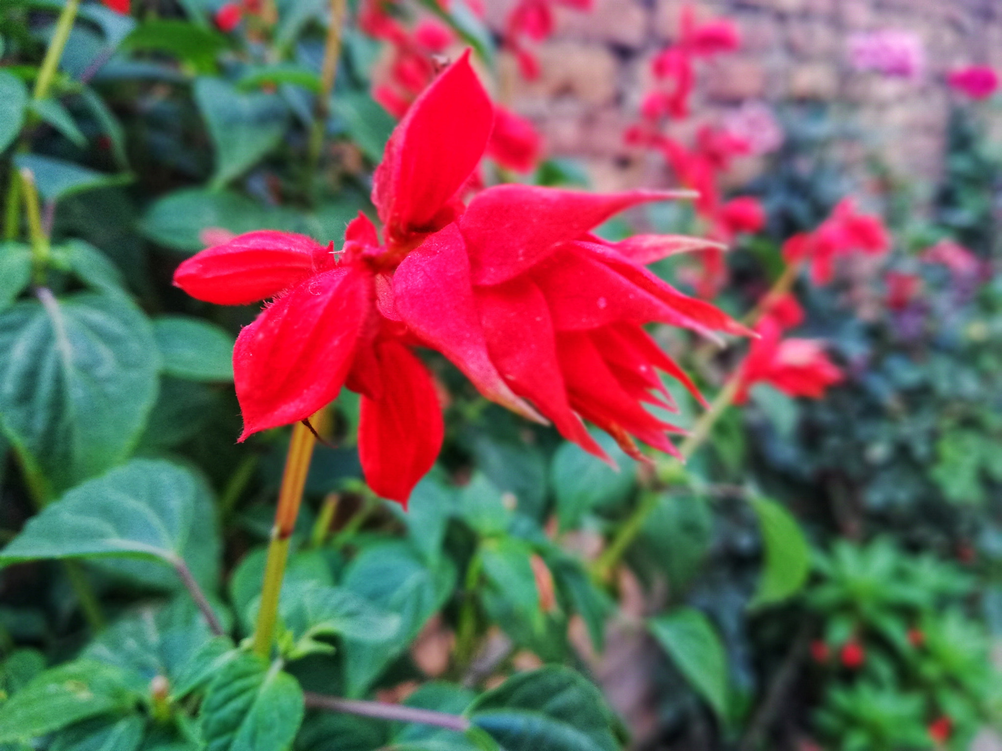 HUAWEI nova 2i sample photo