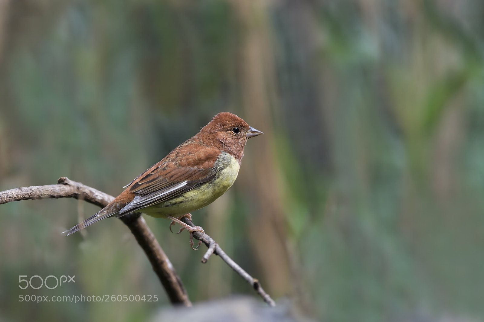 Nikon D4 sample photo. Chestnut bunting (m) photography