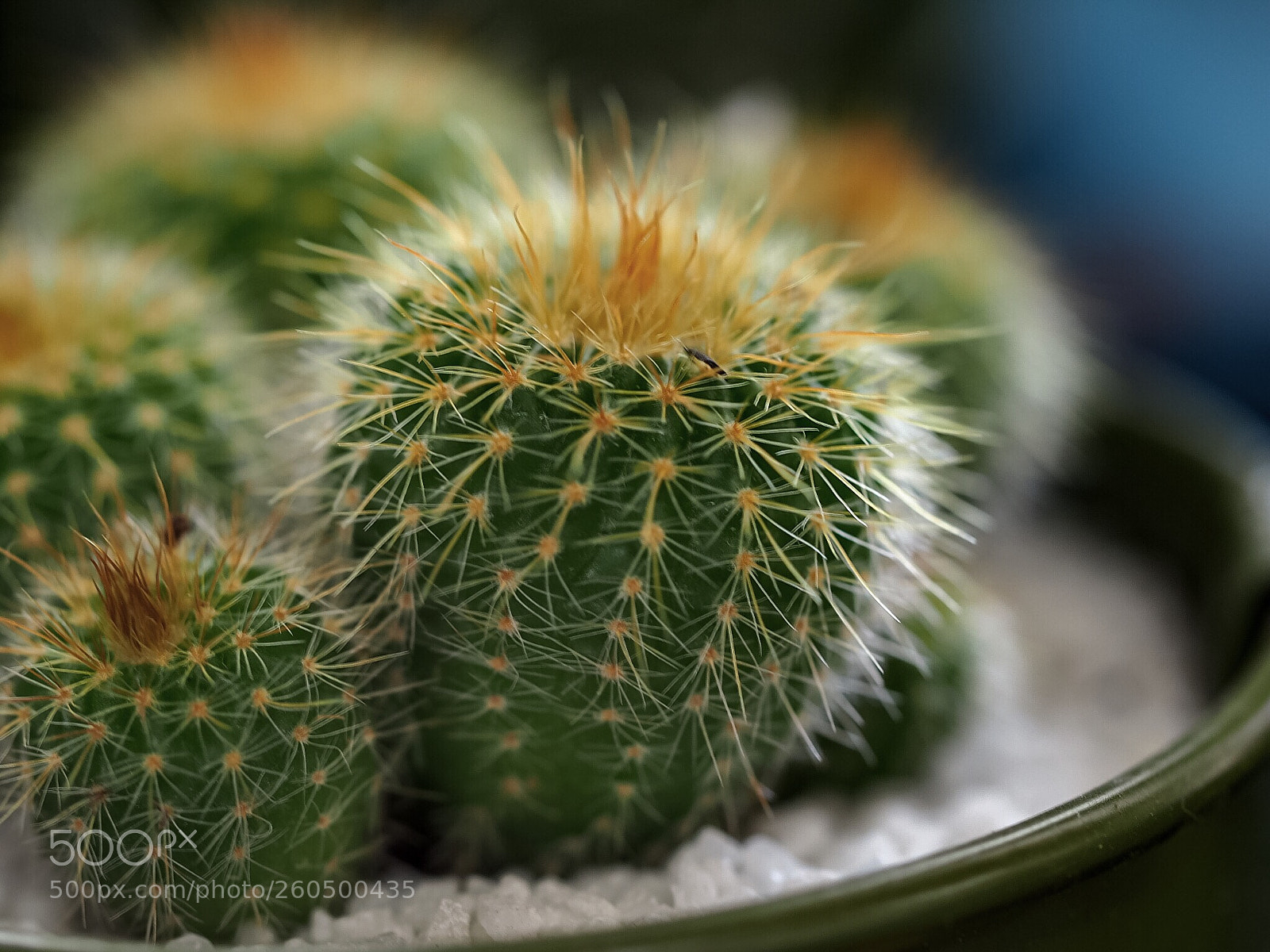 Olympus OM-D E-M5 II sample photo. Untitled photography