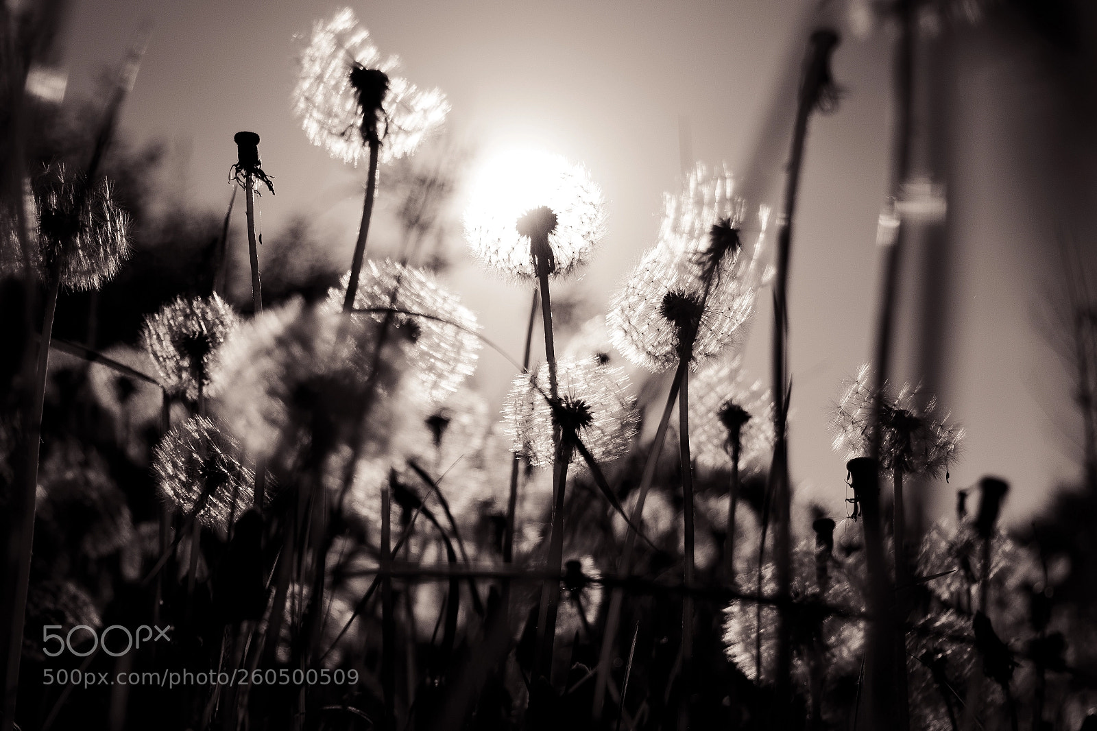 Pentax K-70 sample photo. Sundelion photography