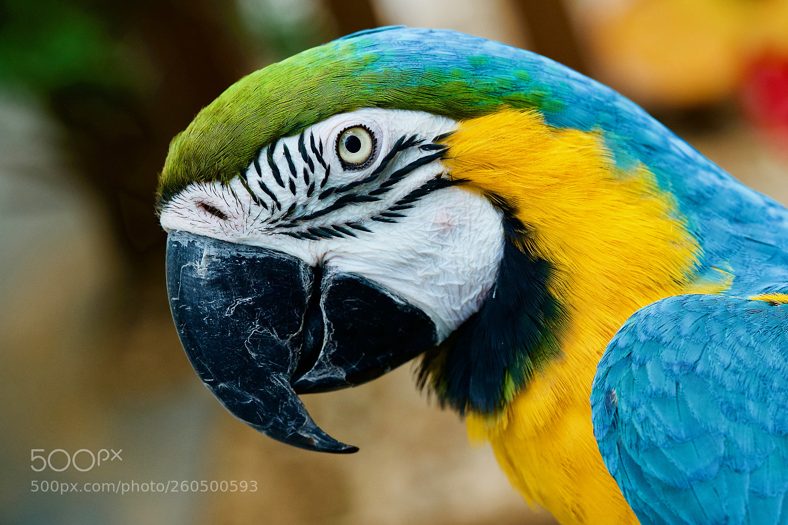 Sony a7 II sample photo. Be colorful photography