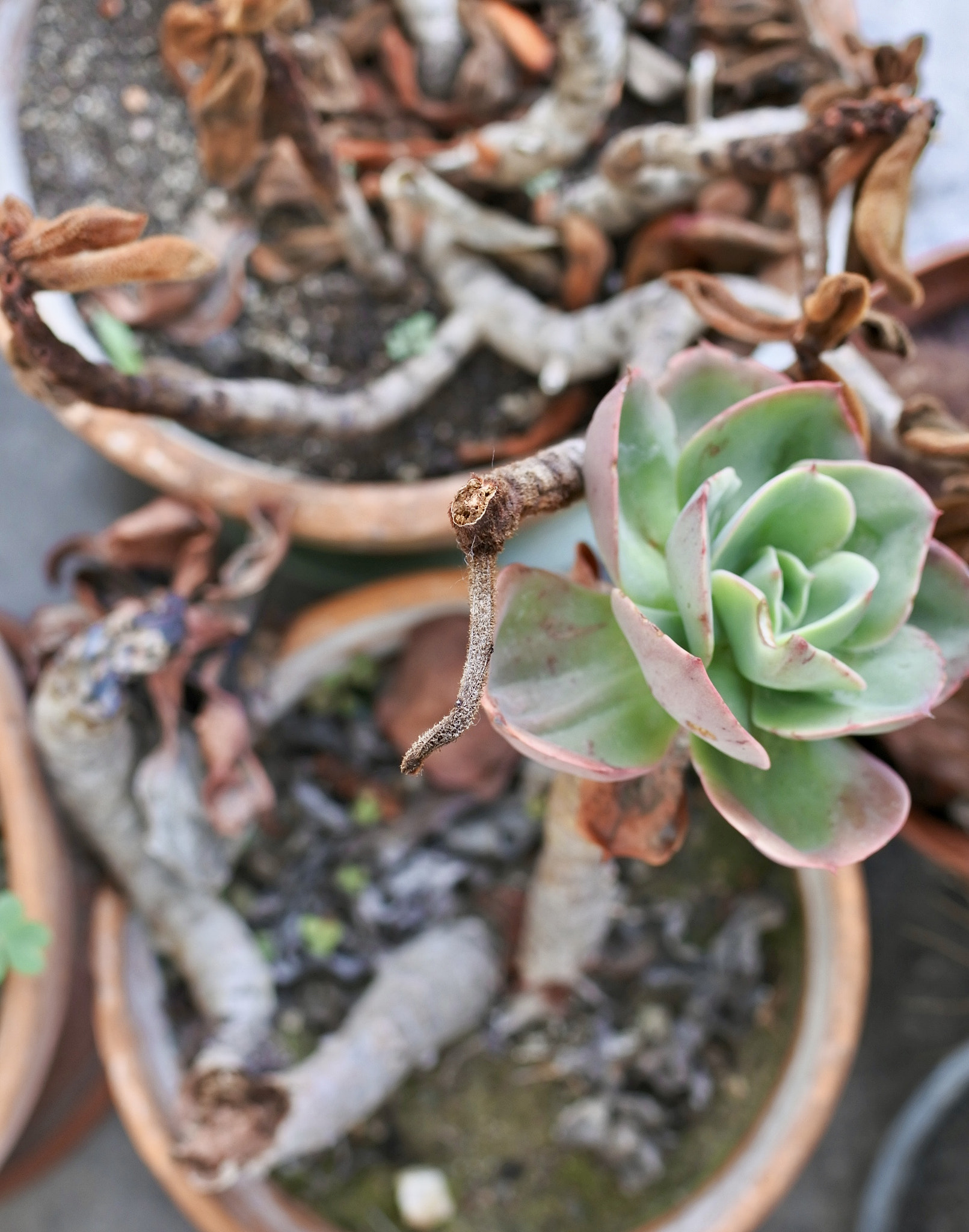 Nikon 1 J5 sample photo. Vita morte e qualche miracolo photography