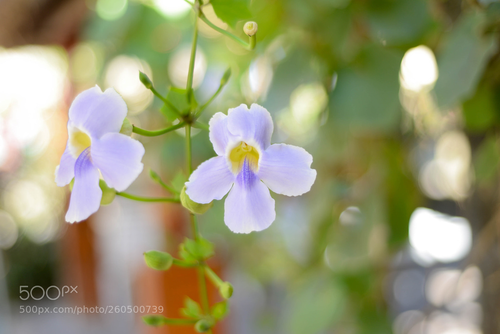 Nikon D610 sample photo. 50 1.8d lens photography