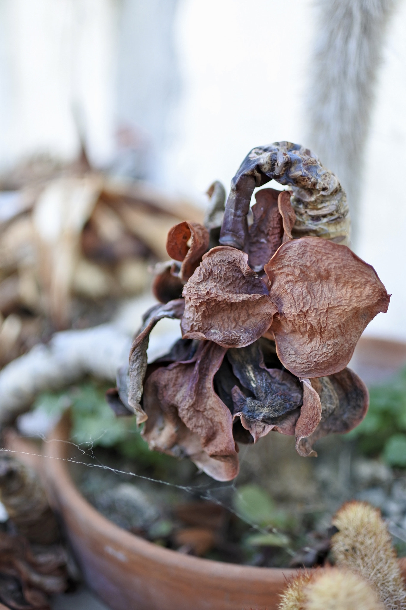 Nikon 1 J5 sample photo. Vita morte e qualche miracolo photography
