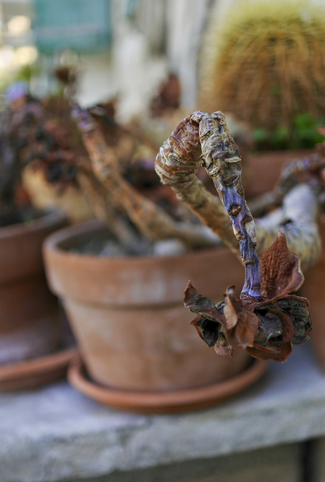 Nikon 1 J5 sample photo. Vita morte e qualche miracolo photography