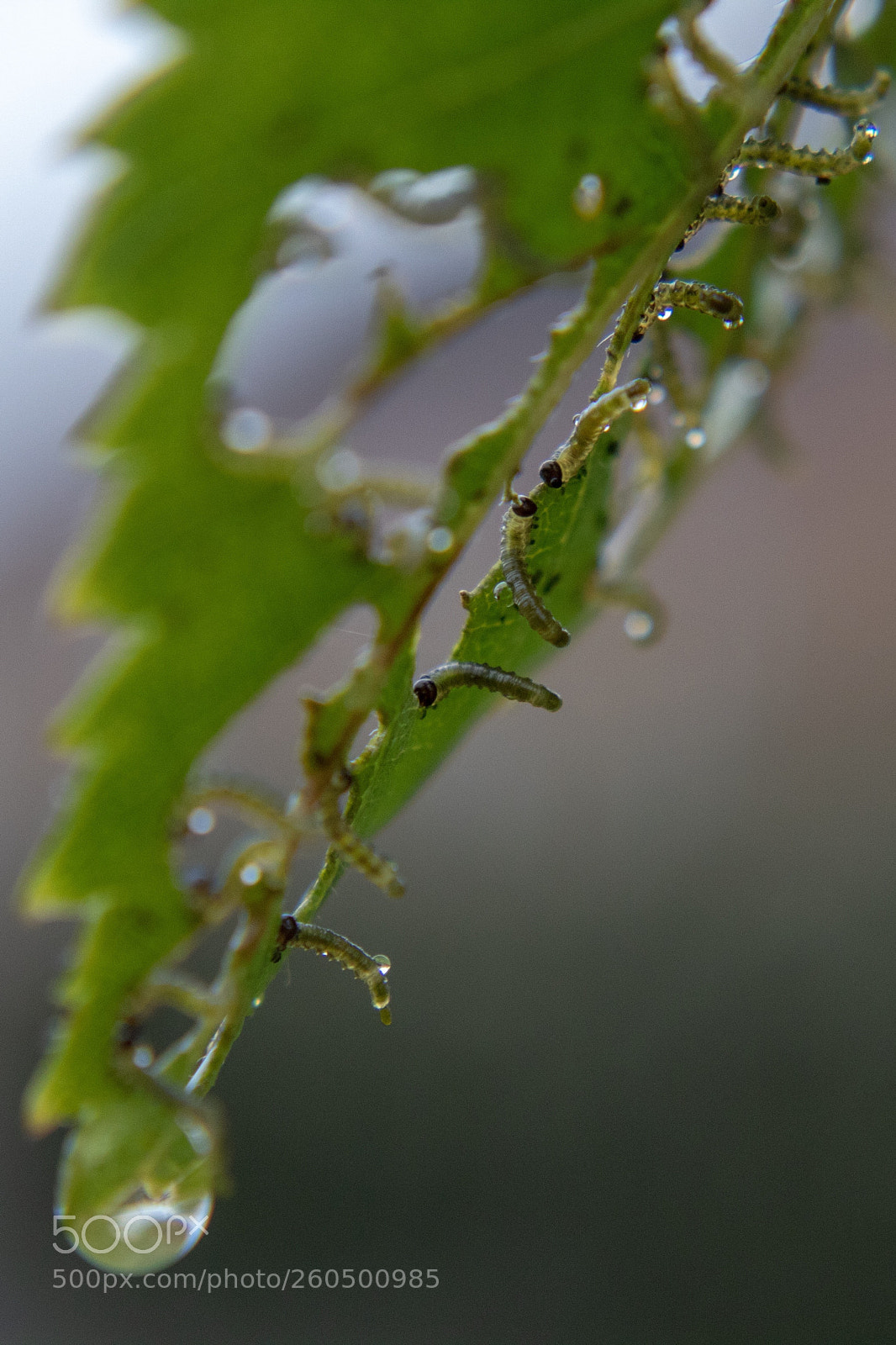 Canon EOS 1300D (EOS Rebel T6 / EOS Kiss X80) sample photo. The very hungry caterpillars  photography