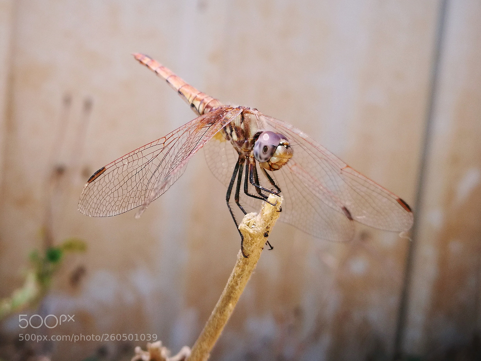 HUAWEI P9 sample photo. Untitled photography