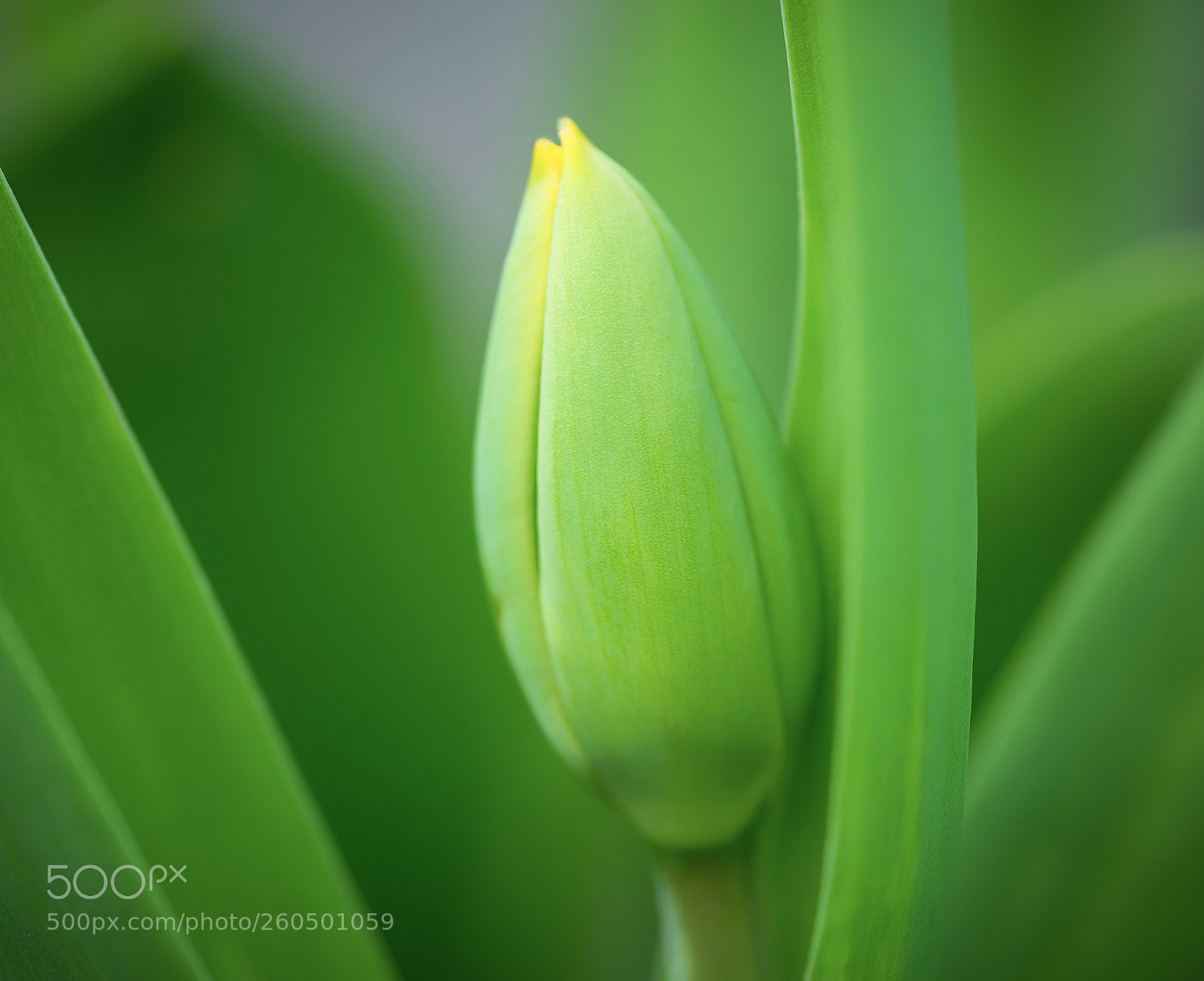 Fujifilm X-T2 sample photo. Edit photography