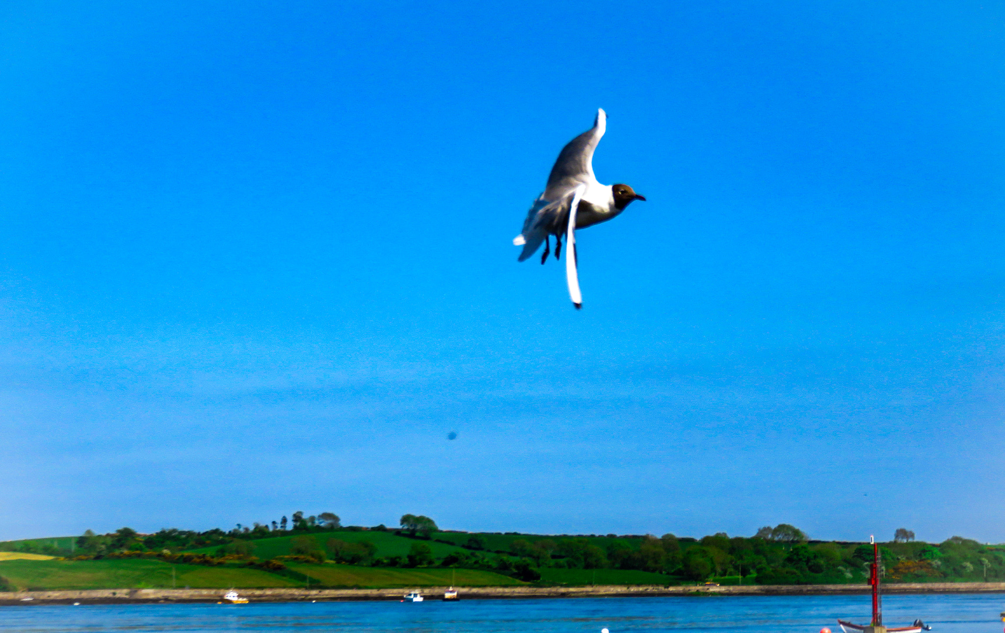 Canon PowerShot SX700 HS sample photo. Solo gull.. photography