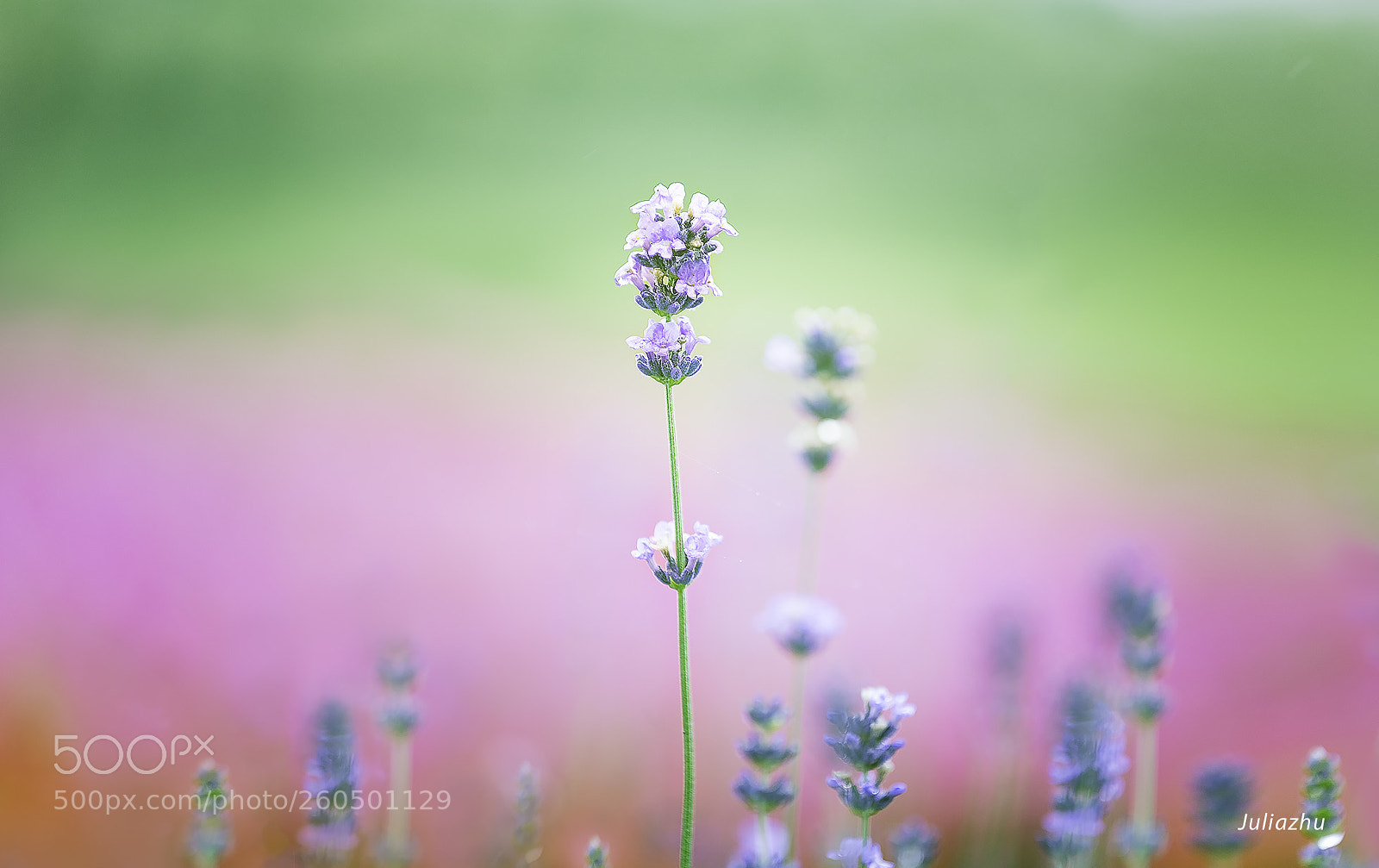 Canon EOS 5D Mark IV sample photo. Flower photography