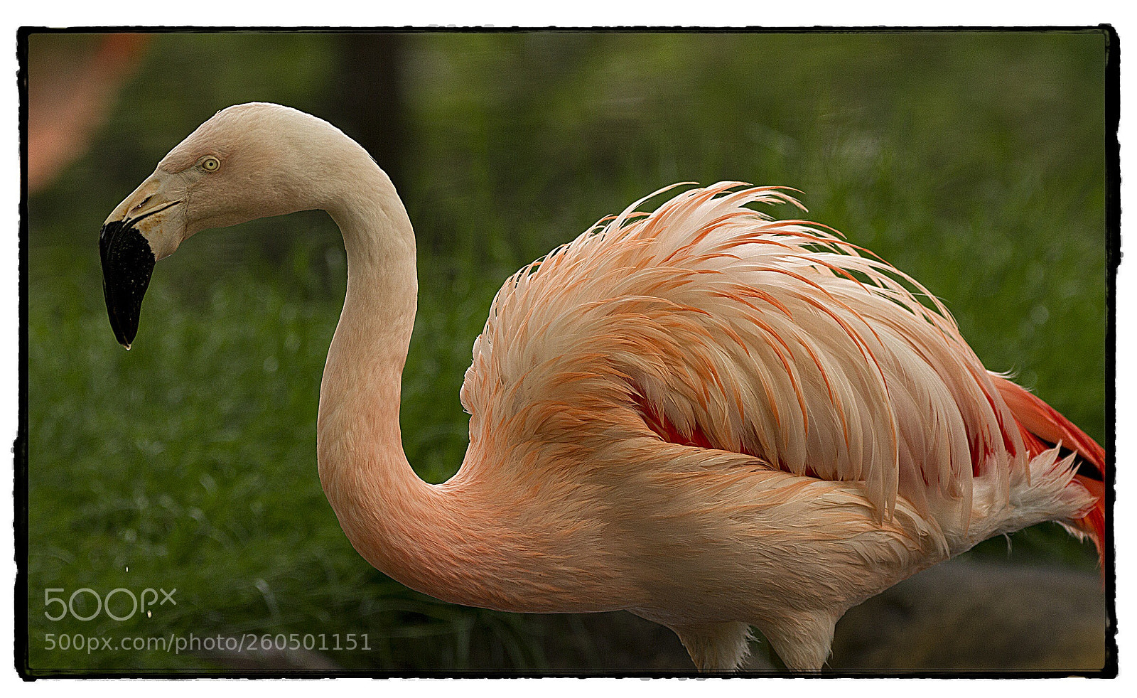 Canon EOS 7D sample photo. Pink flamingo  photography