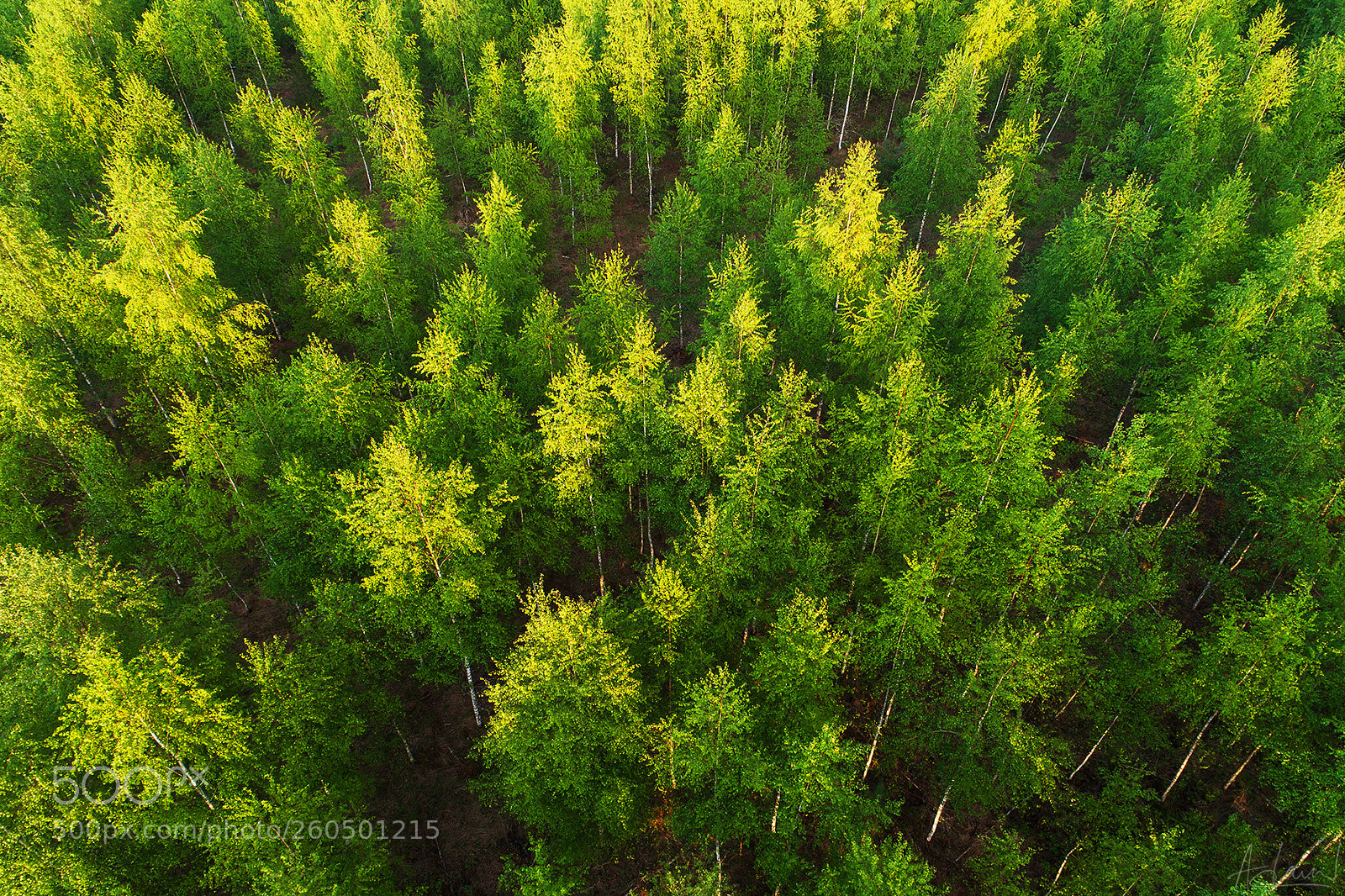 DJI FC6310 sample photo. The smell of fresh photography