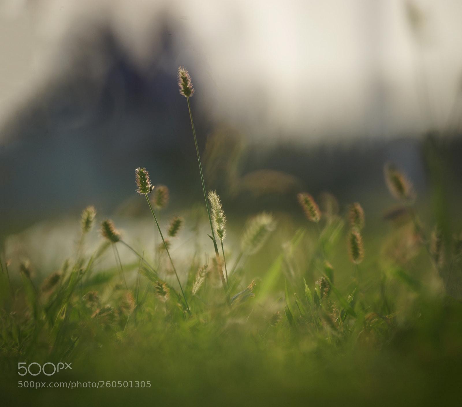 Sony a99 II sample photo. Untitled panoramarecovered photography