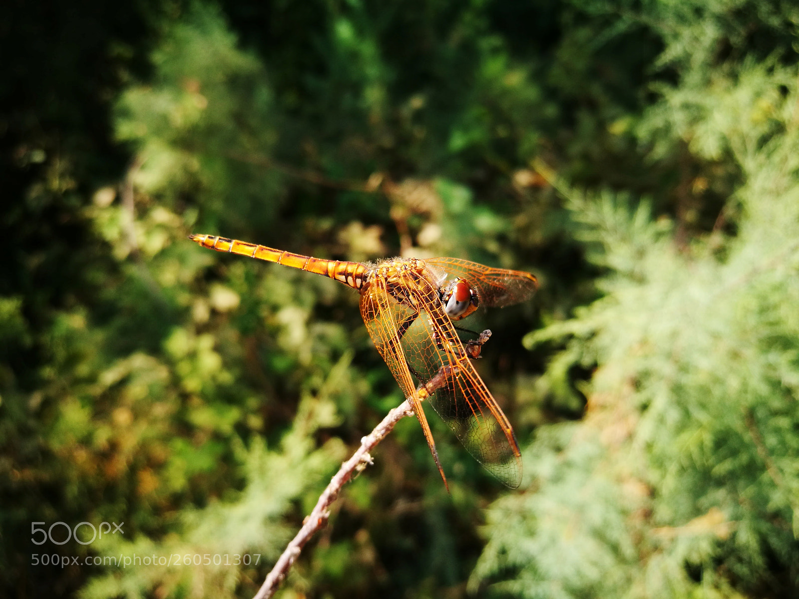 HUAWEI P9 sample photo. Untitled photography