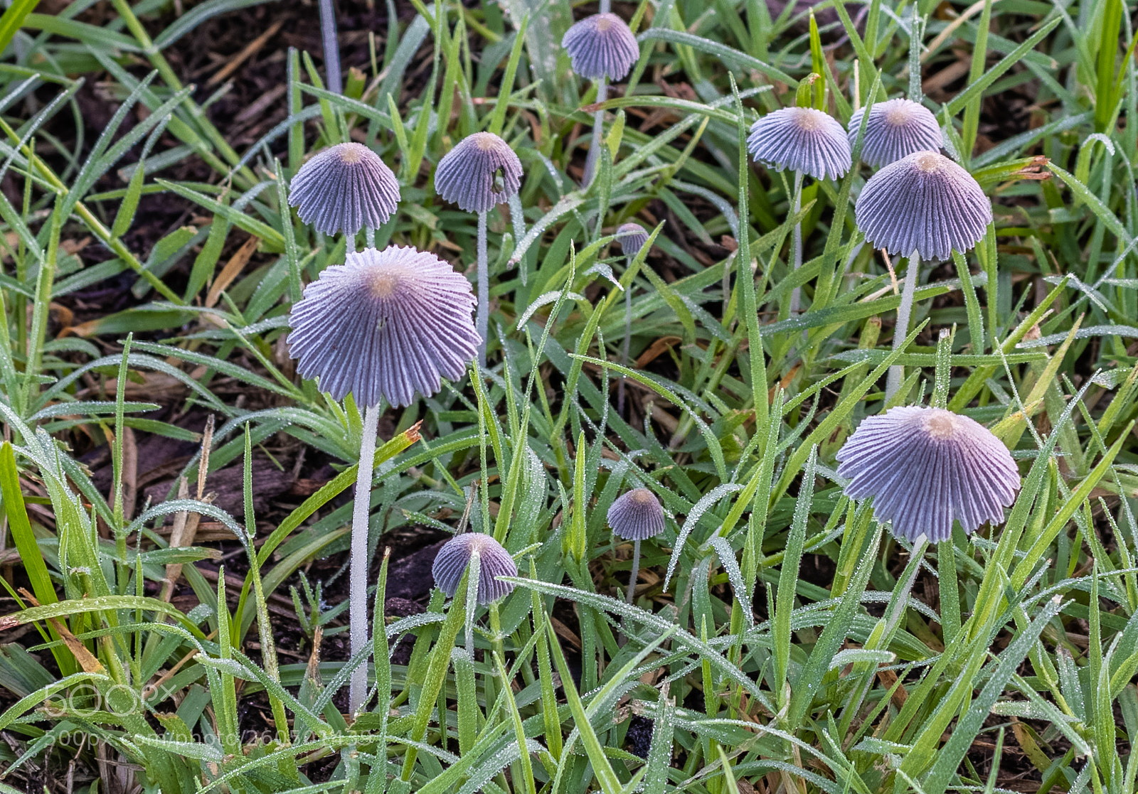 Canon EOS 80D sample photo. Tiny mushroom forest photography