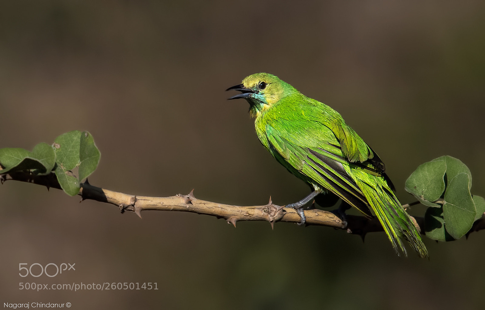 Nikon D5 sample photo. Leaf bird photography