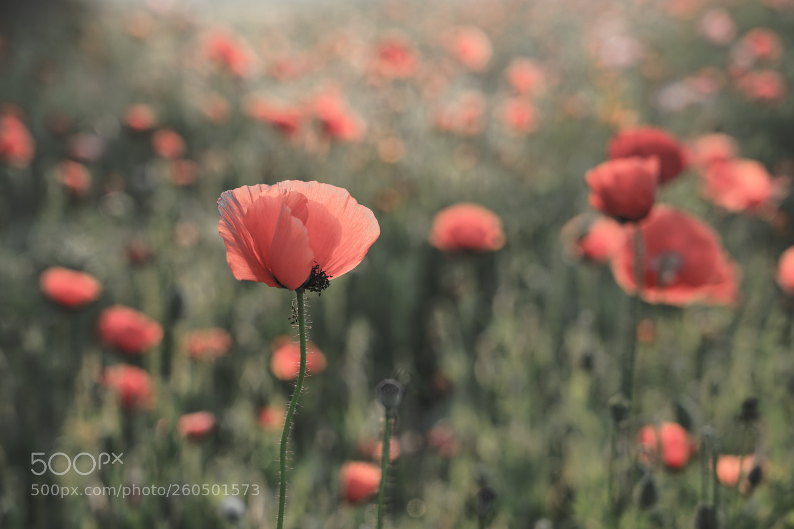 Sony a7 II sample photo. Dsc photography