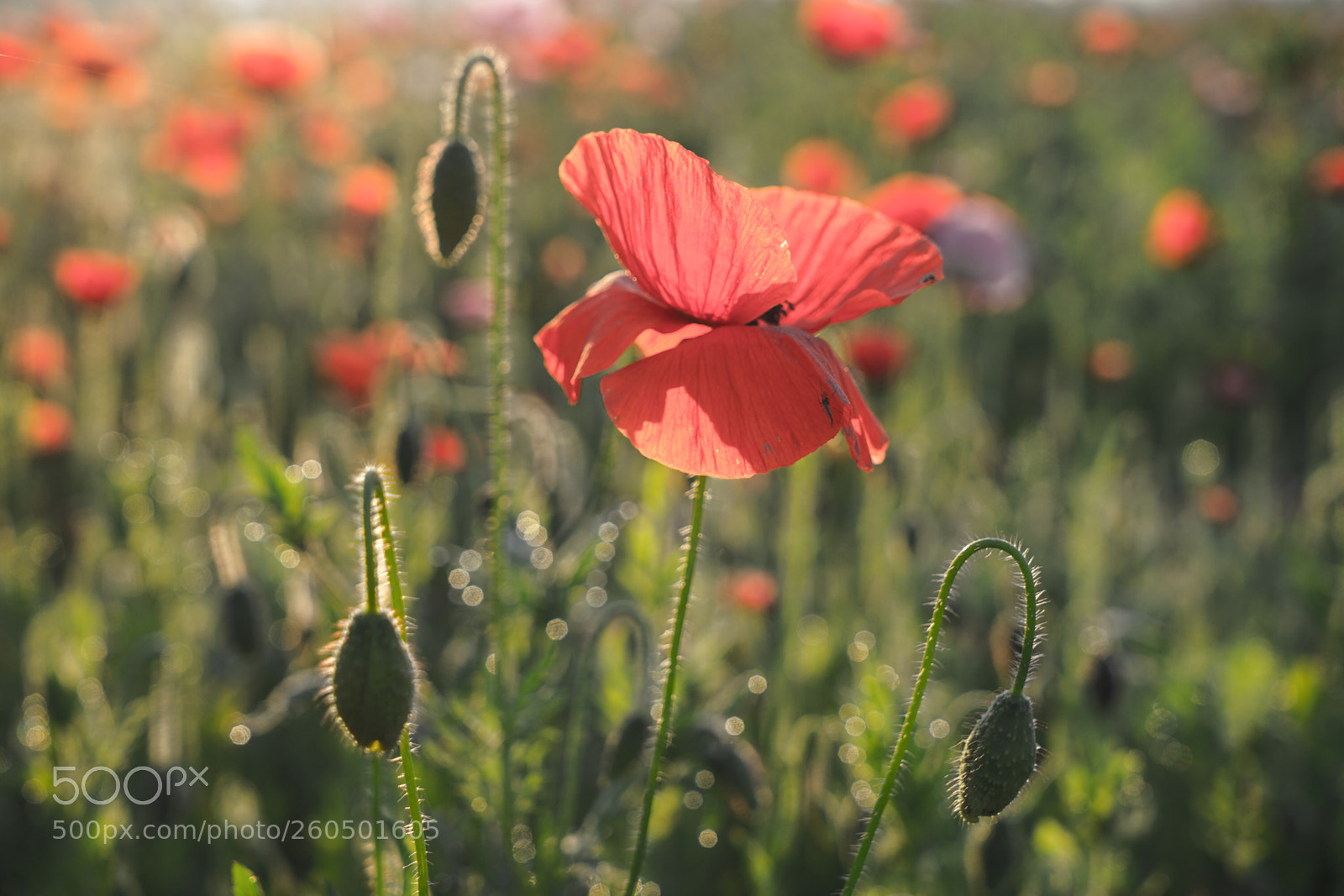 Sony a7 II sample photo. Dsc photography