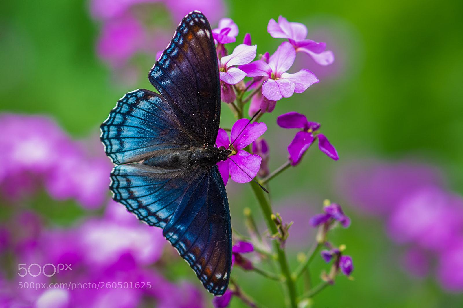 Nikon D7100 sample photo. Red-spotted purple photography