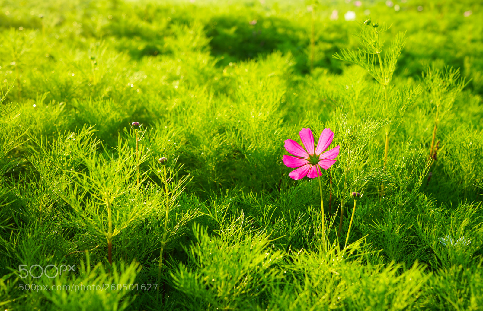 Sony a7 II sample photo. Dsc photography