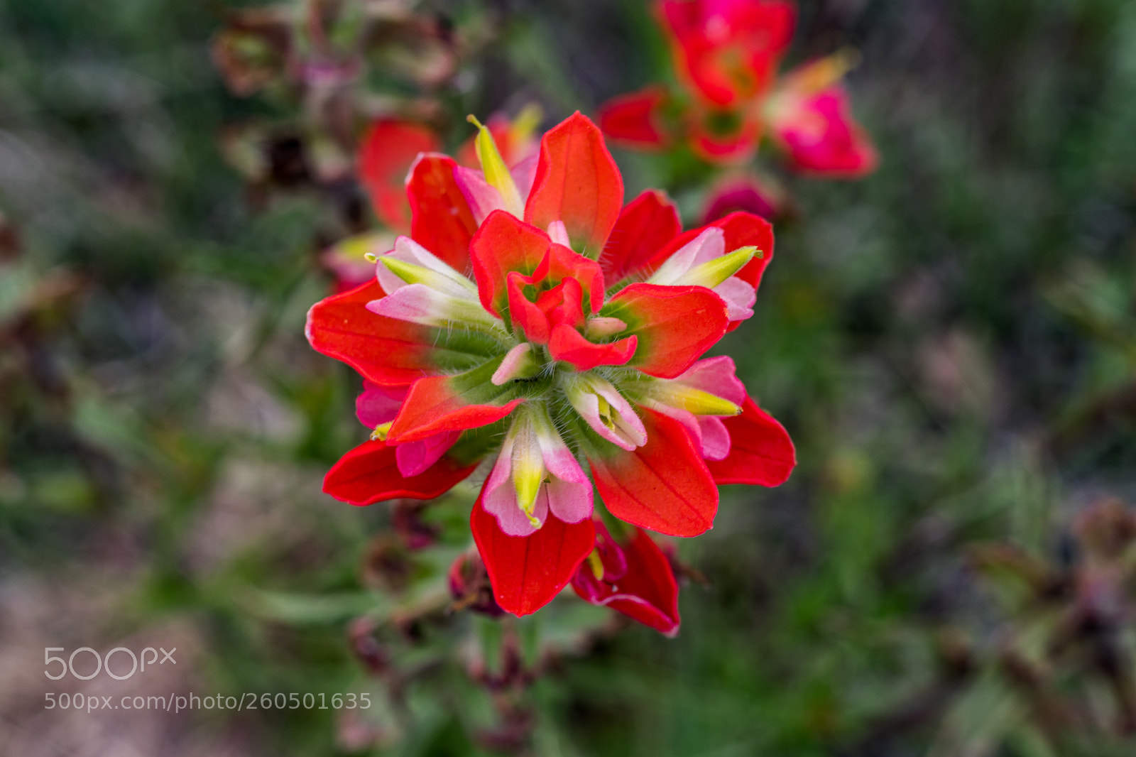 Canon EOS 80D sample photo. Prairie-fire photography