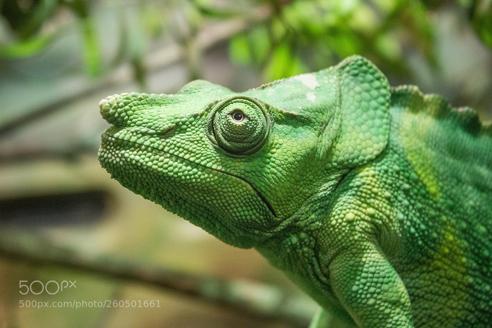 Canon EOS 600D (Rebel EOS T3i / EOS Kiss X5) sample photo. Meller's chameleon photography