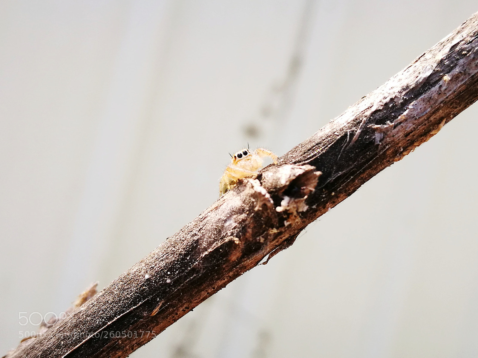 HUAWEI P9 sample photo. Untitled photography