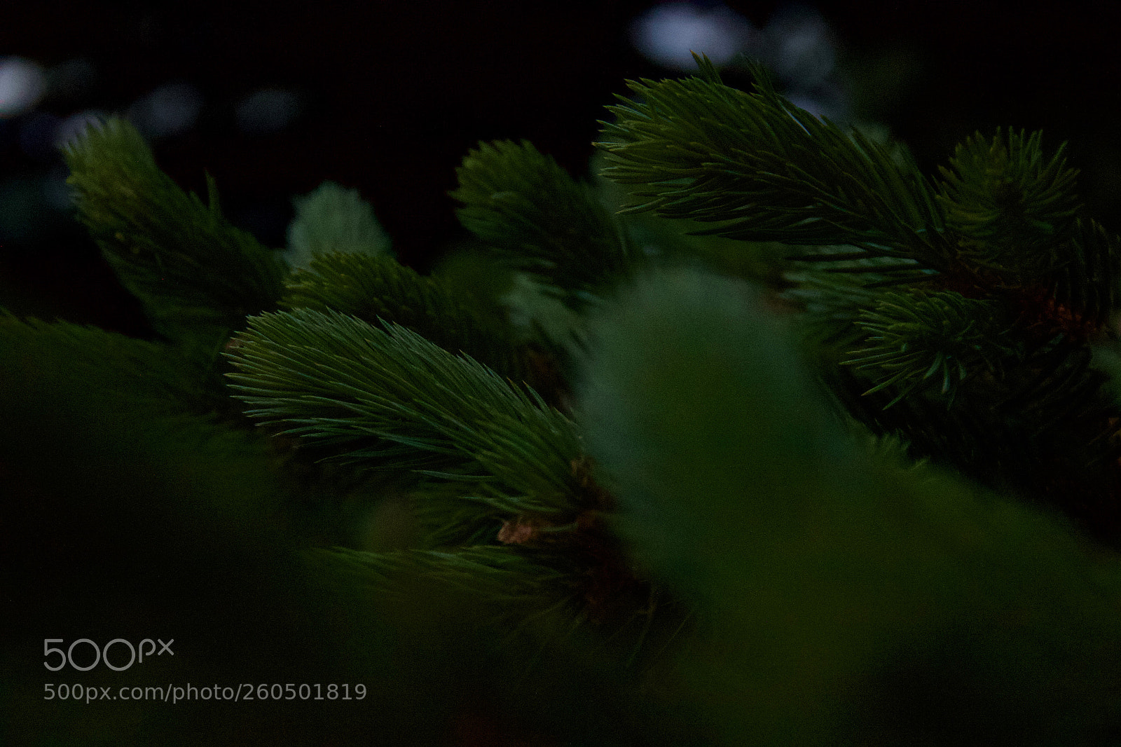 Canon EOS 550D (EOS Rebel T2i / EOS Kiss X4) sample photo. Fir branches photography