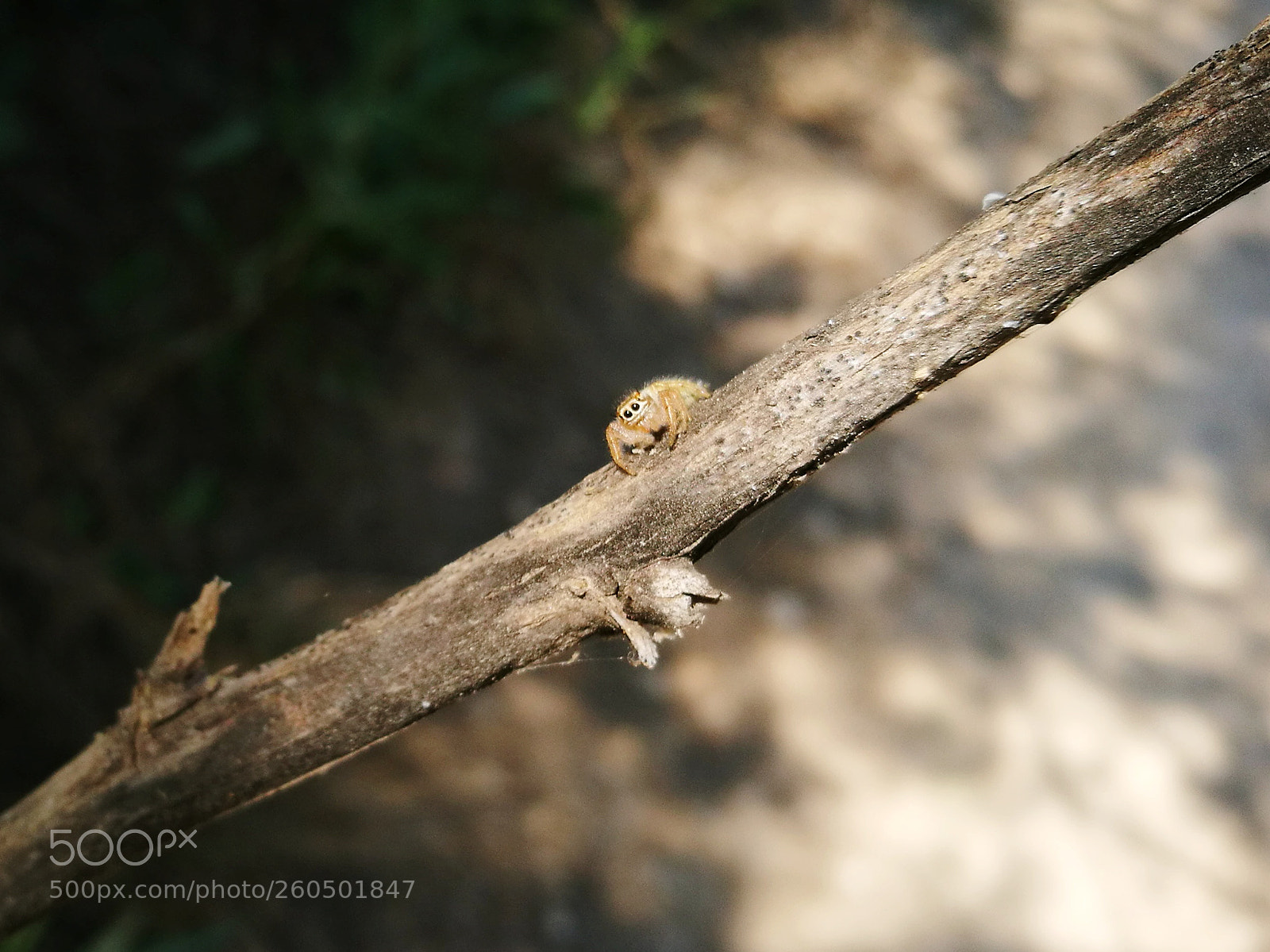 HUAWEI P9 sample photo. Untitled photography