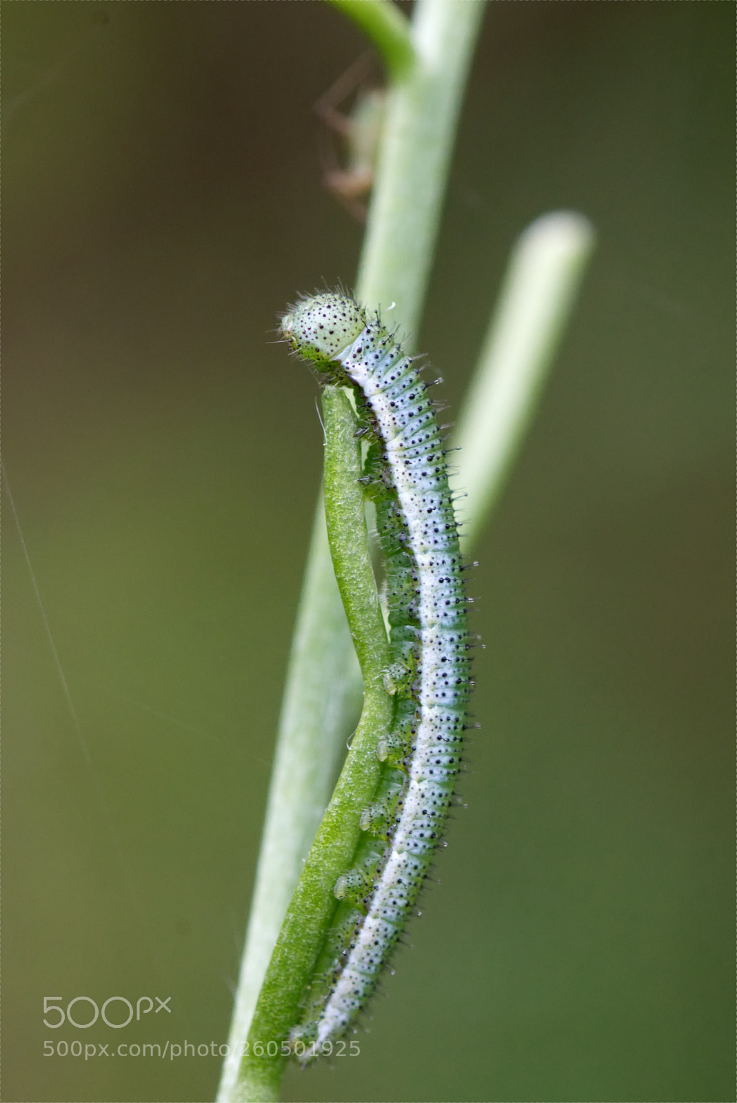 Canon EOS 70D sample photo. My, how you've grown! photography