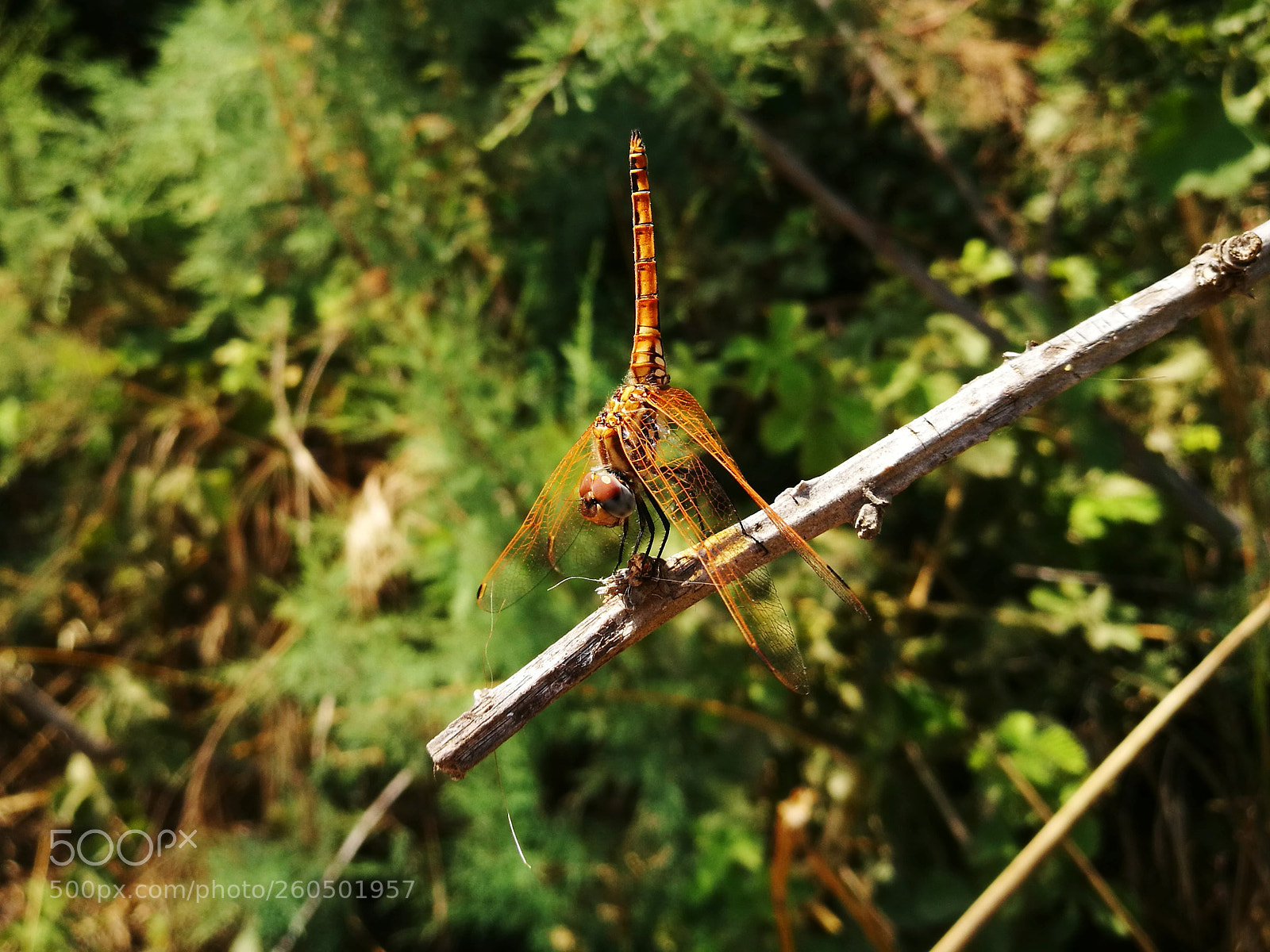 HUAWEI P9 sample photo. Untitled photography