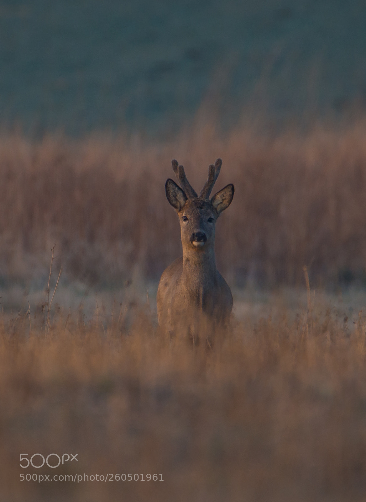 Nikon D610 sample photo. Face to face photography