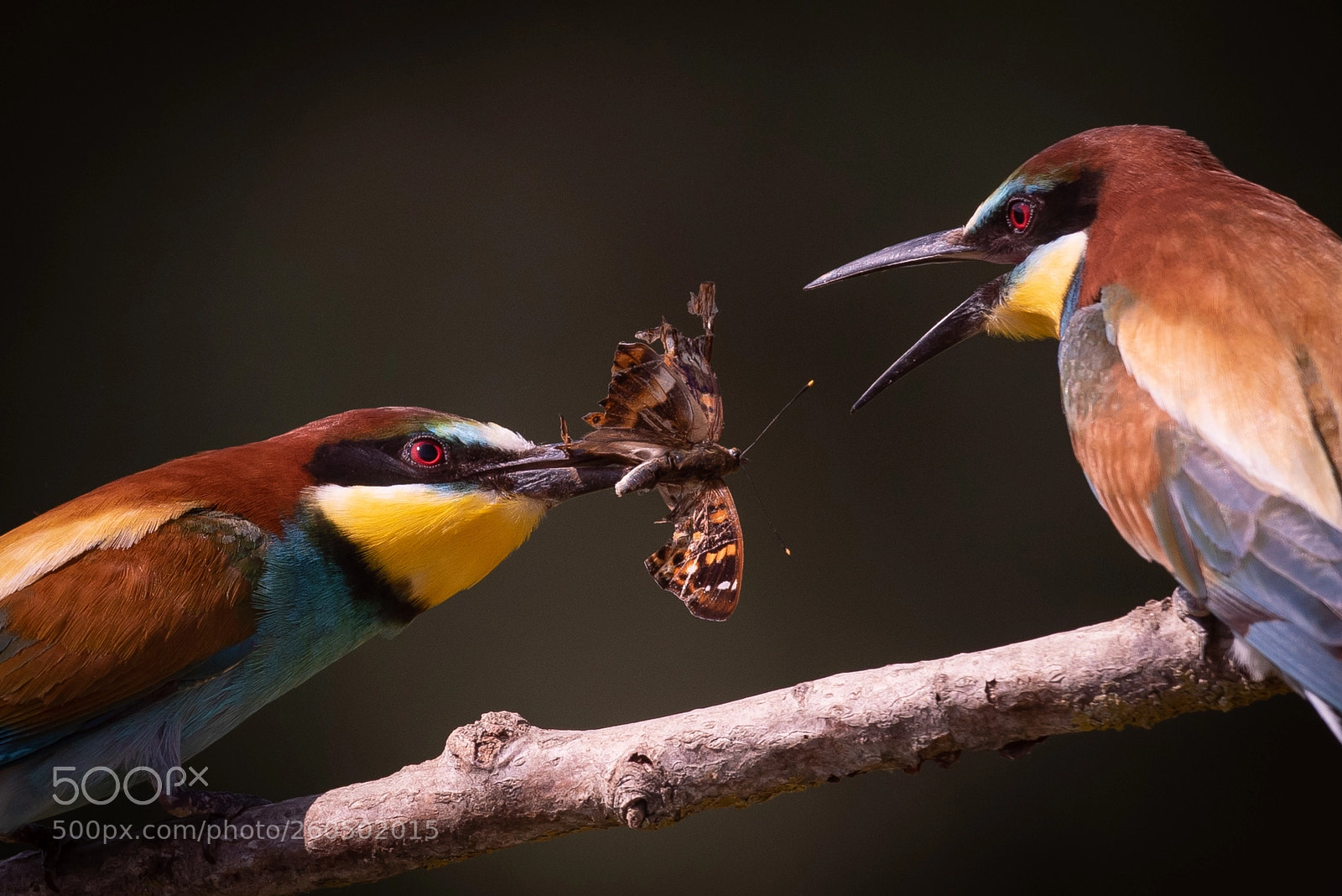 Nikon D750 sample photo. Season of bee-eater photography