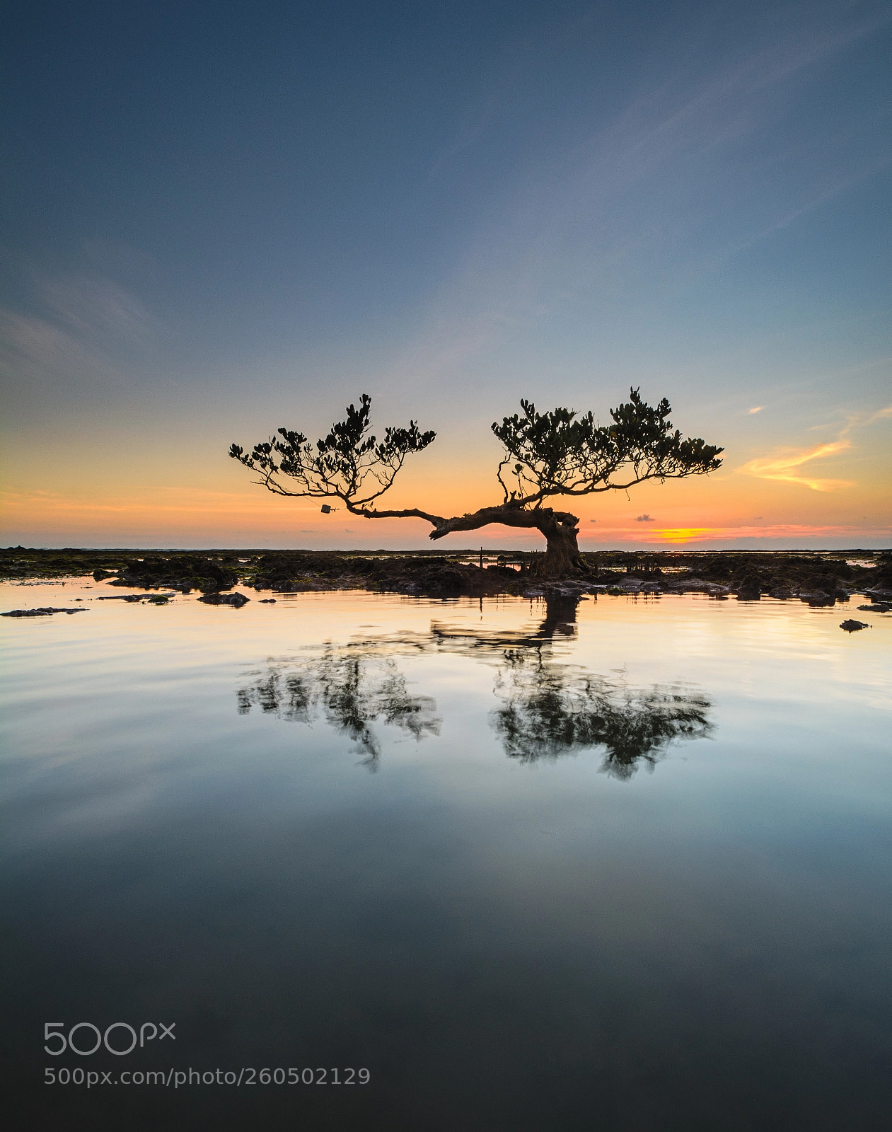 Nikon D7100 sample photo. Tree of antlers photography
