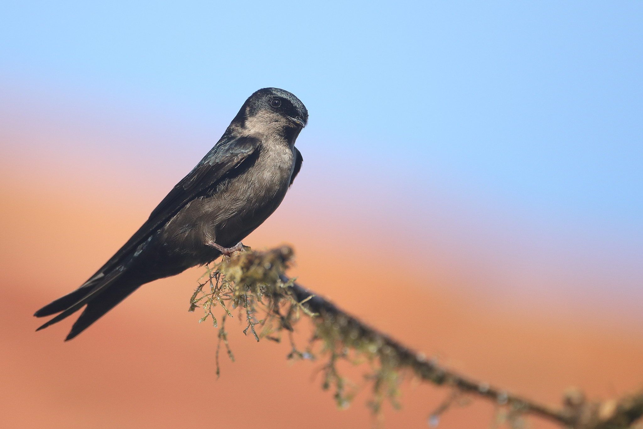 Canon EF 500mm F4L IS USM sample photo. Brown-bellied swallow photography