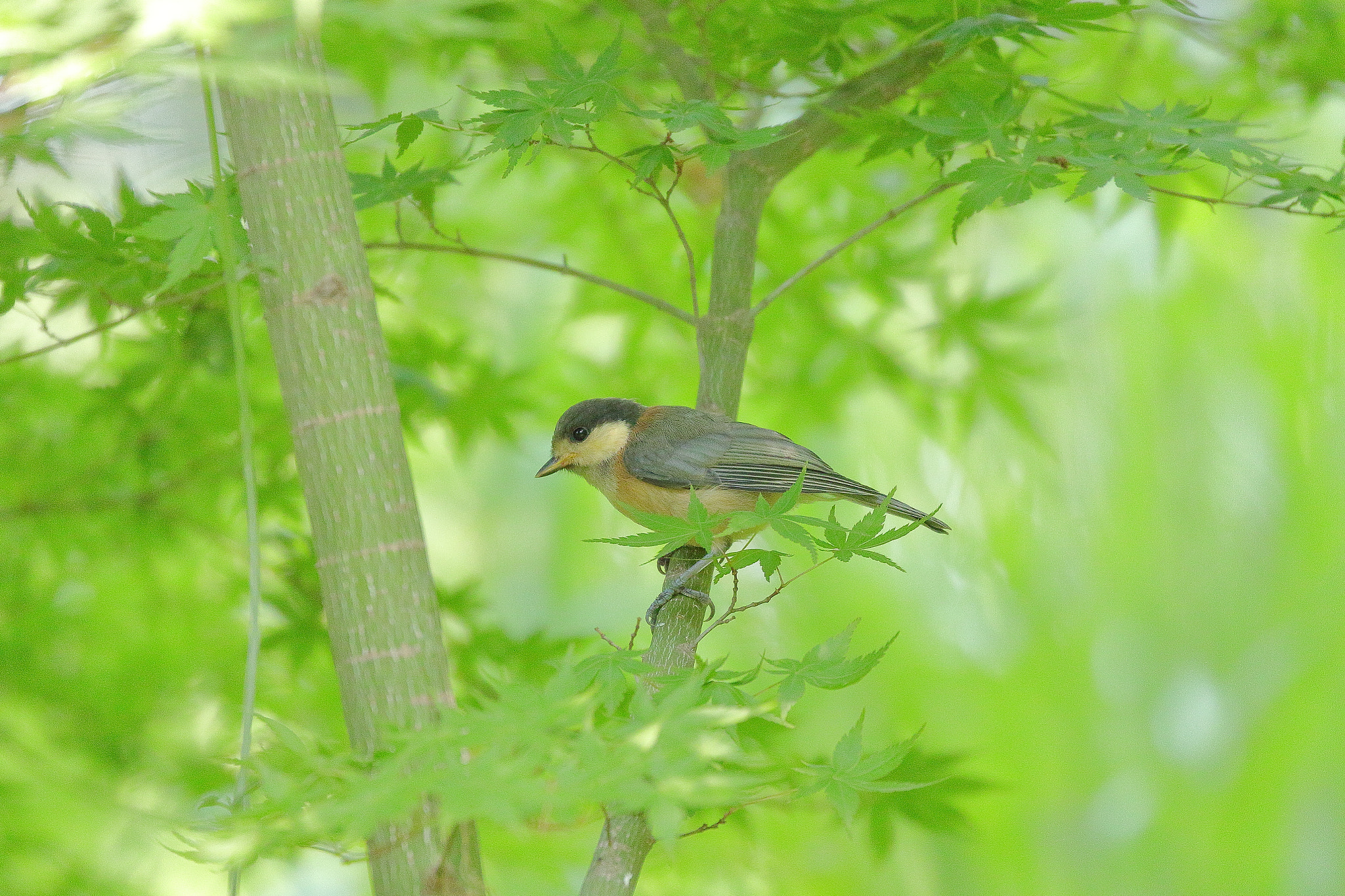 Canon EOS 7D Mark II sample photo. Baby bird 7i2a5727 photography