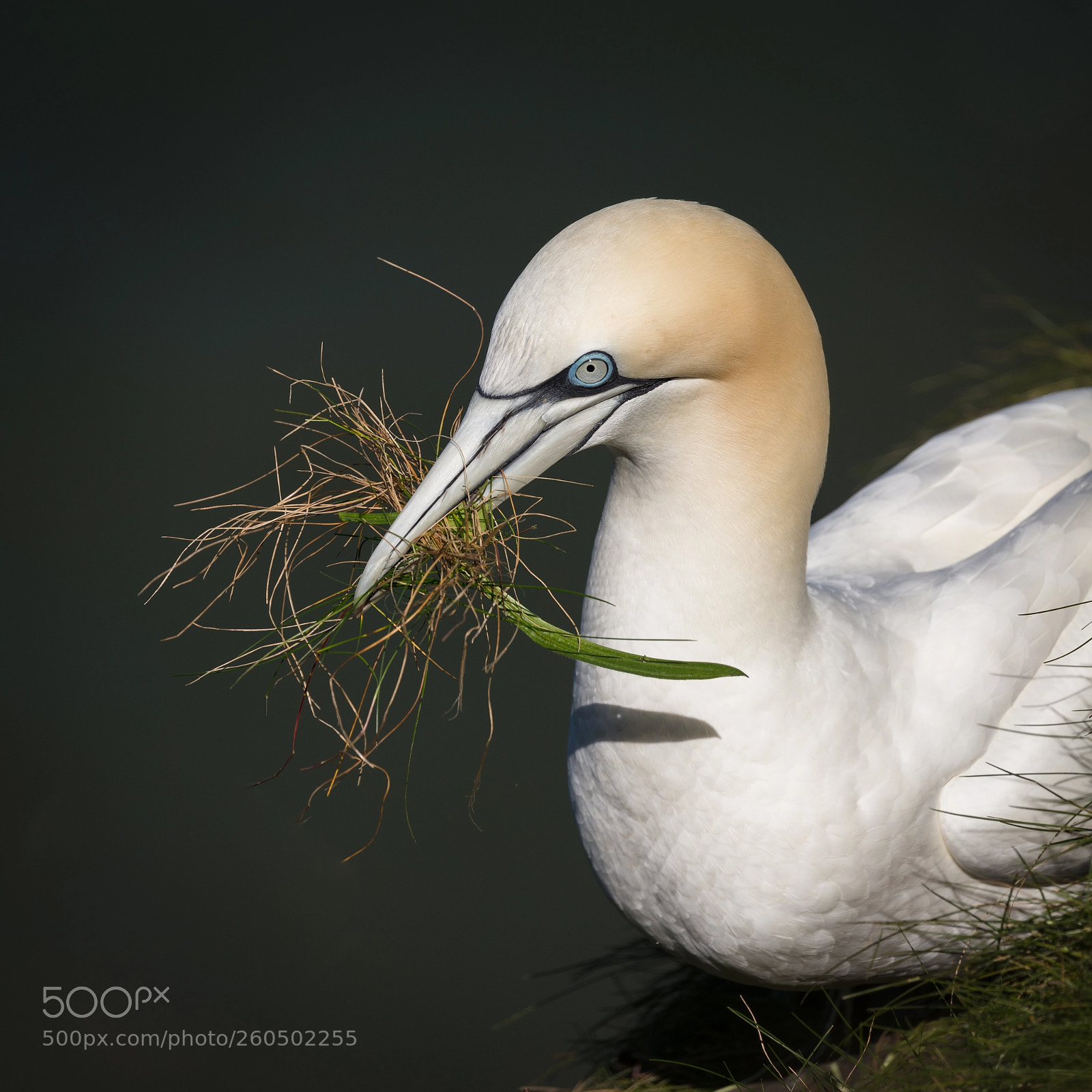 Canon EOS 5DS R sample photo. Gathering gannet photography