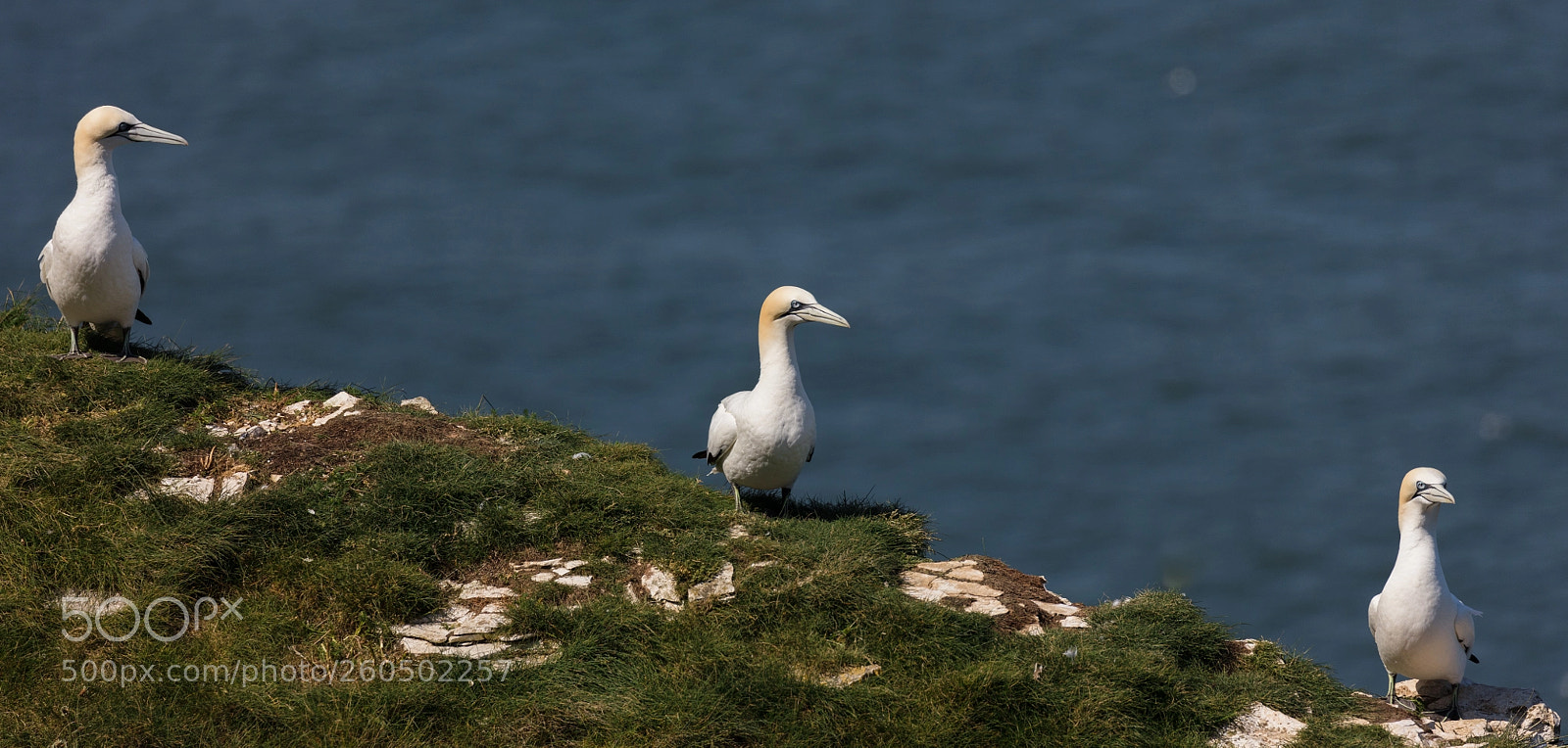 Canon EOS 5DS R sample photo. Trio of gannets photography
