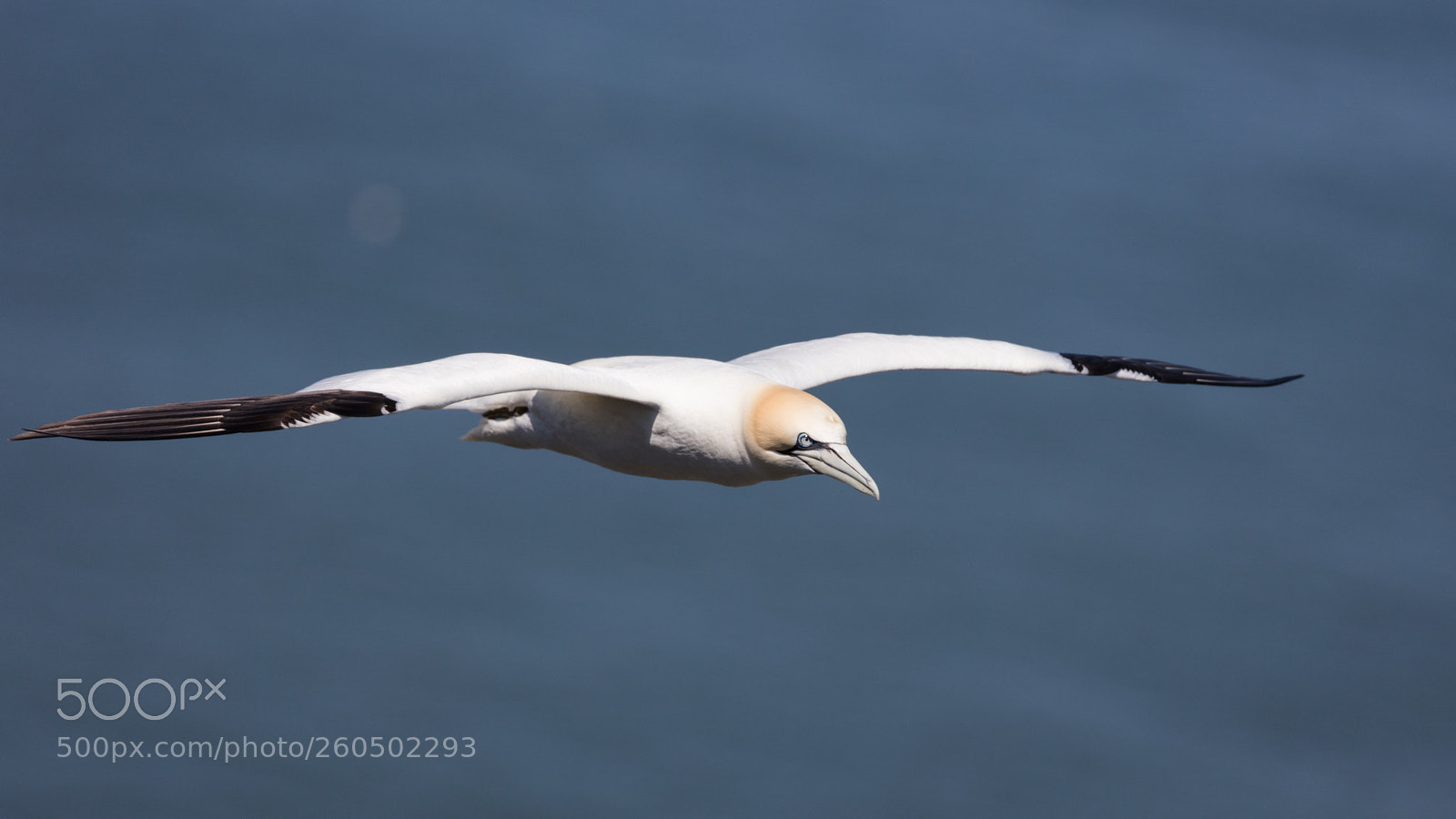 Canon EOS 5DS R sample photo. Gannet photography
