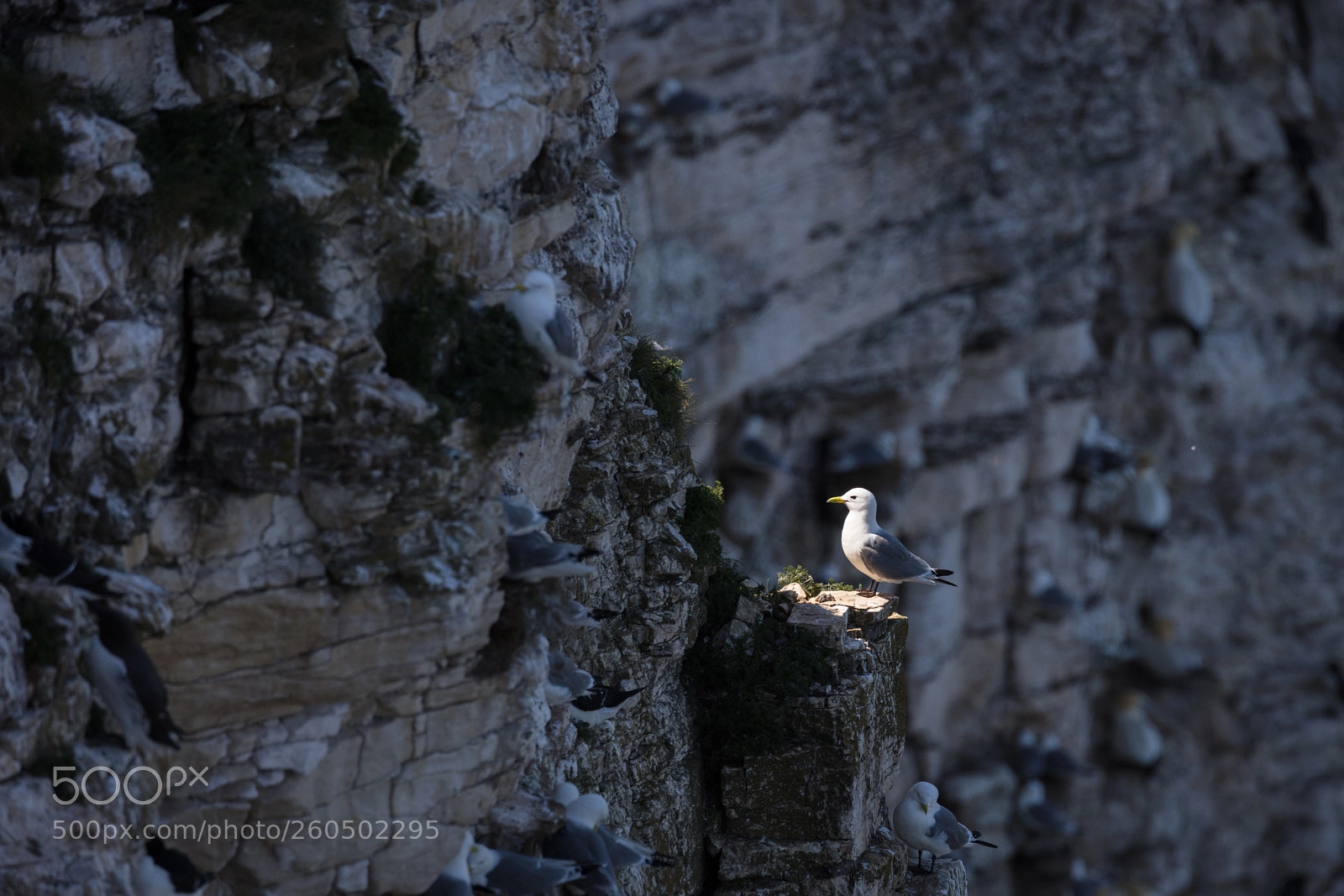 Canon EOS 5DS R sample photo. Kittiwake spotlight photography