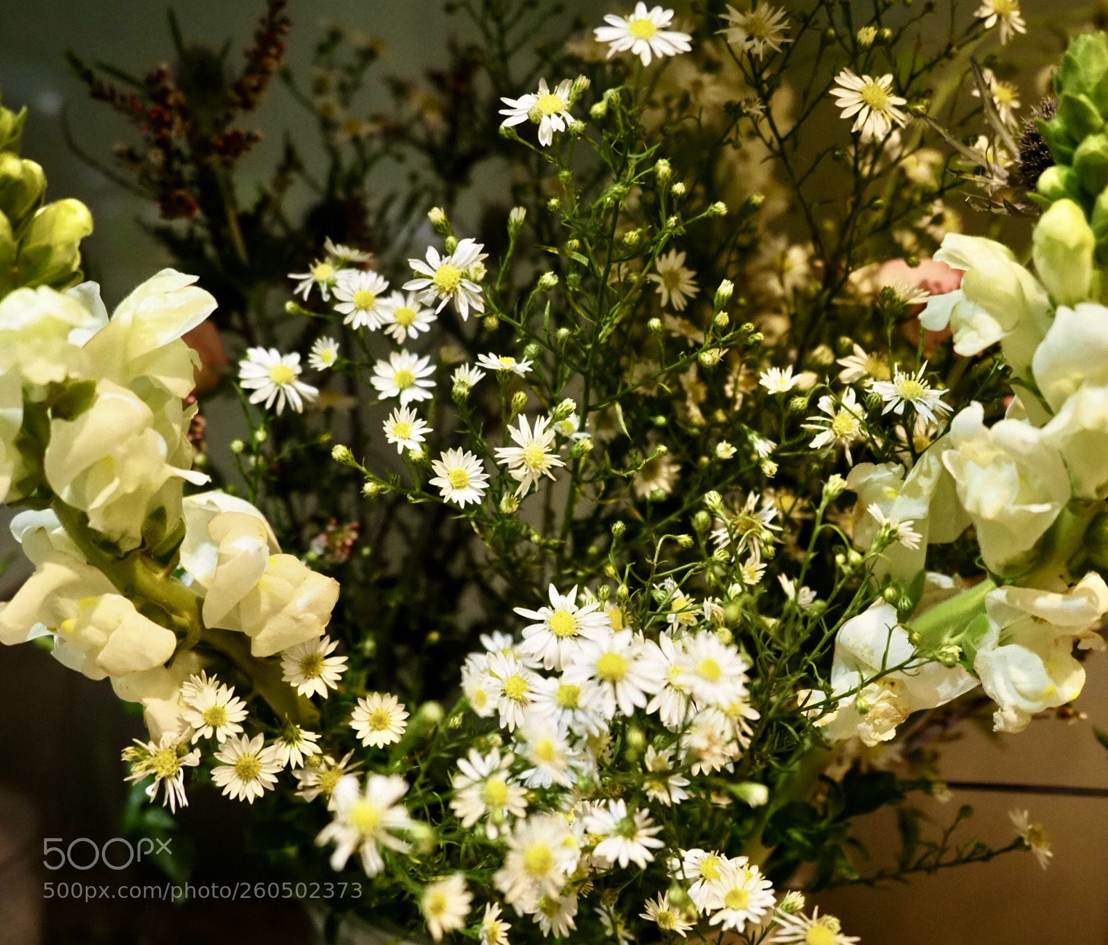 Olympus OM-D E-M1 Mark II sample photo. My first hand held photography