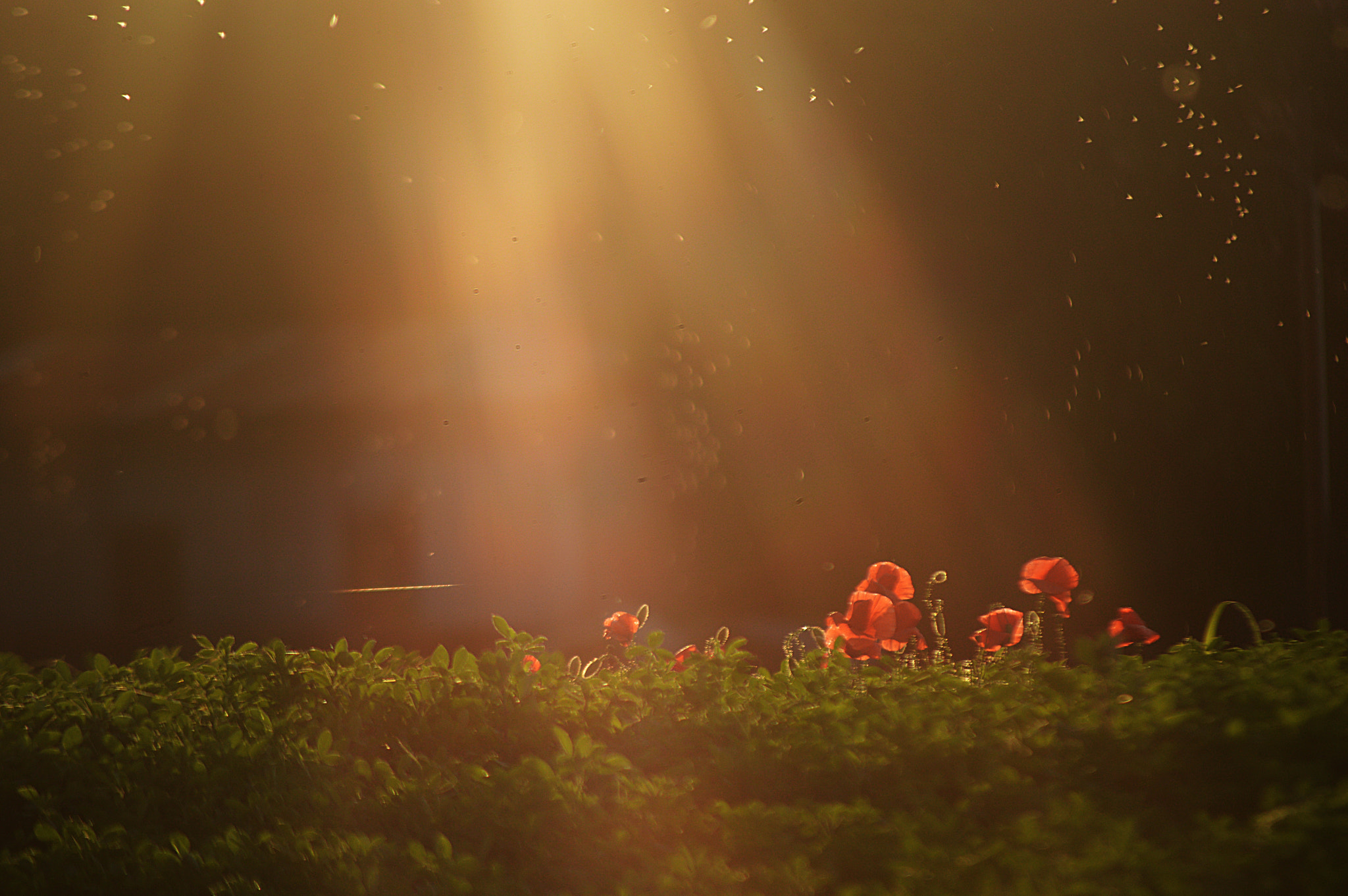 Nikon D3200 sample photo. Magic light photography