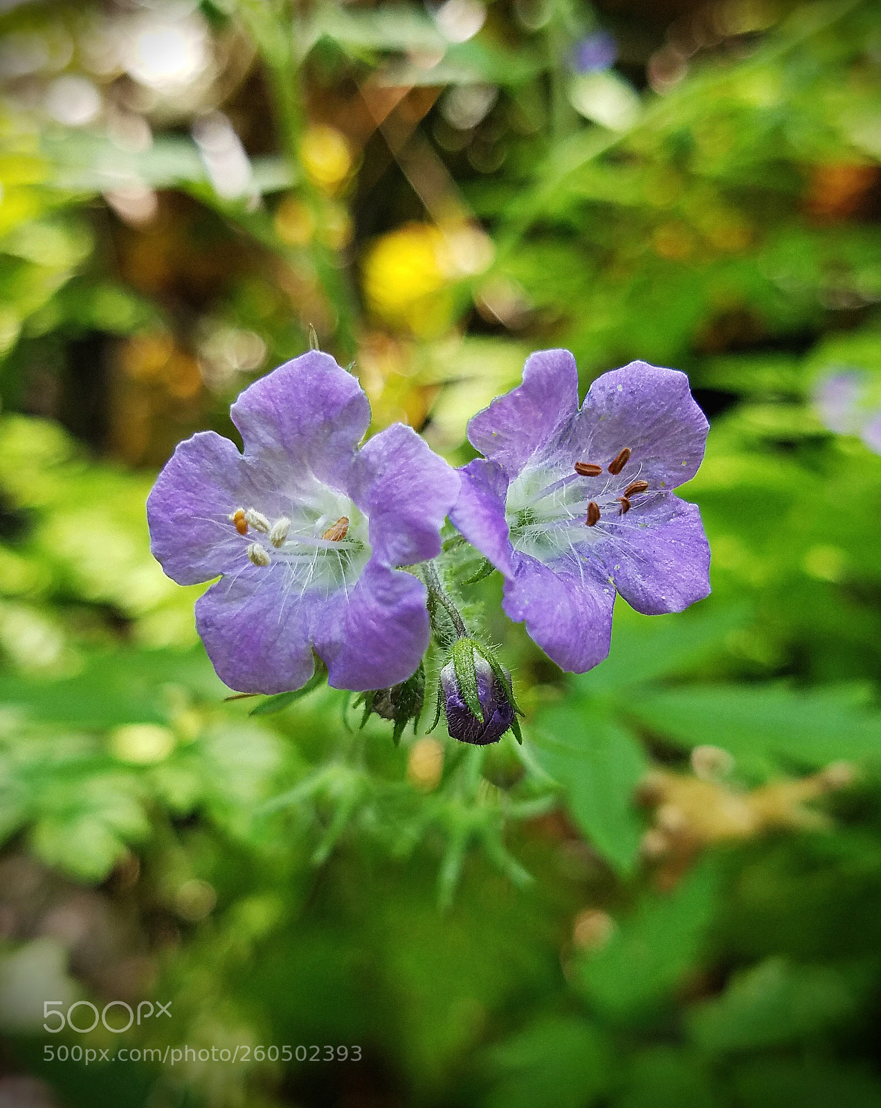 Samsung Galaxy S7 sample photo. Purple phacelia photography